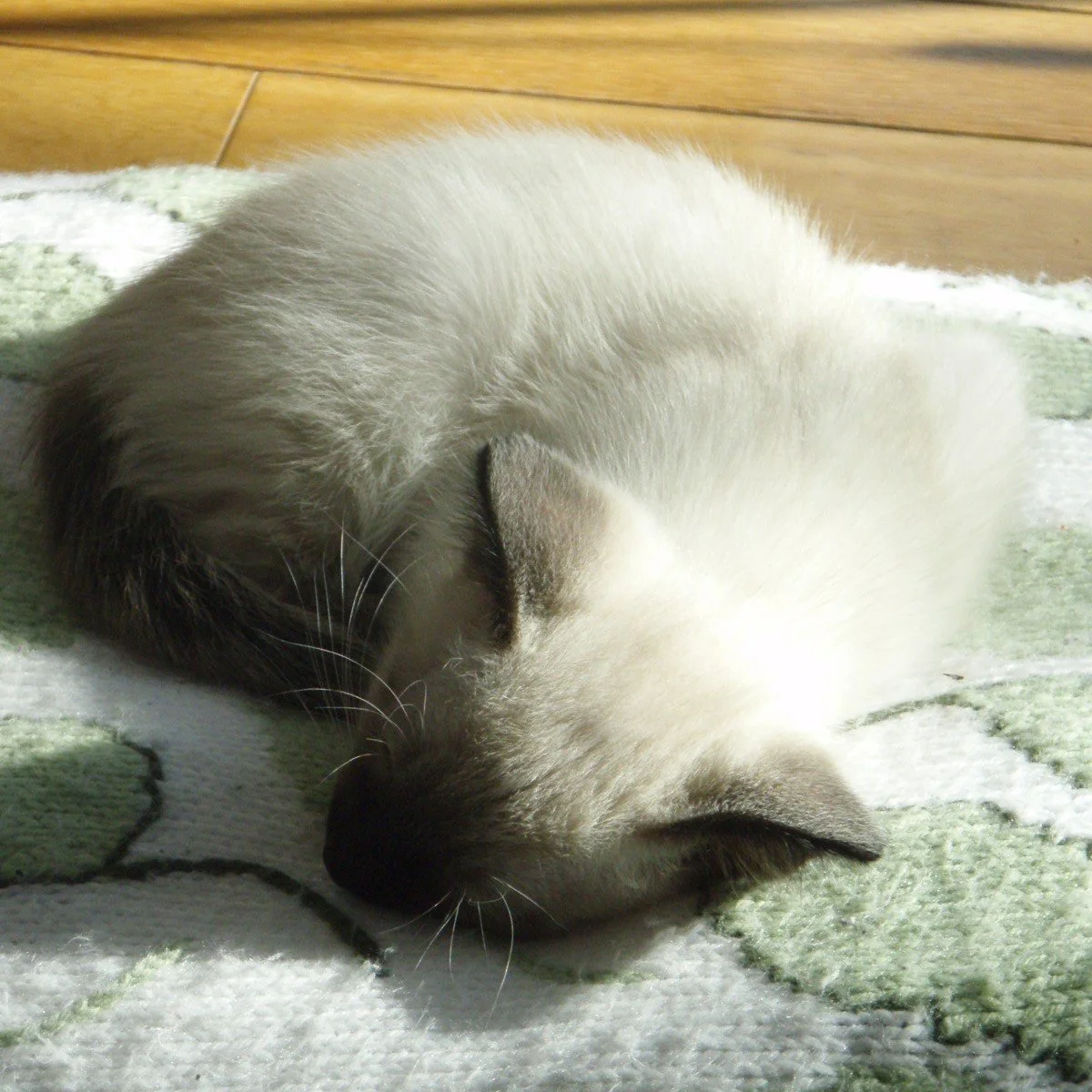 Image of one of Coach JP's cats sleeping on a cushion