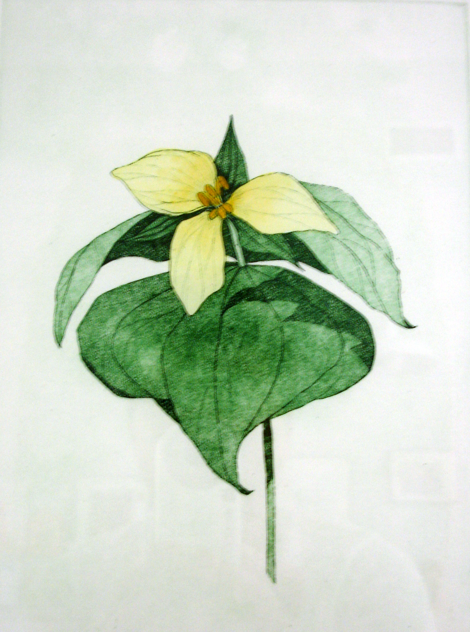 Trillium