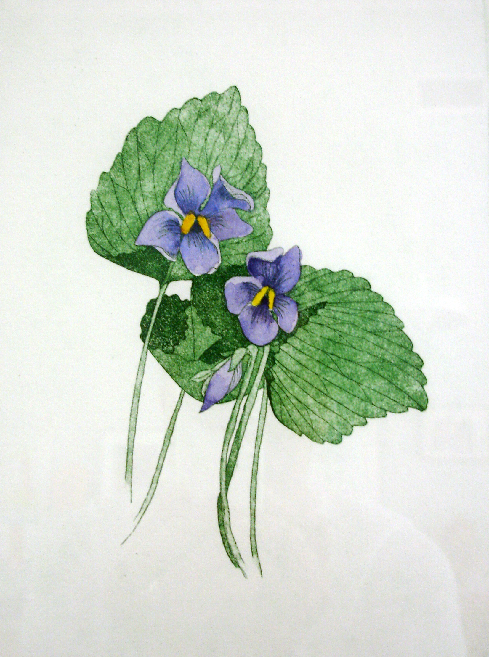 Wood Violets