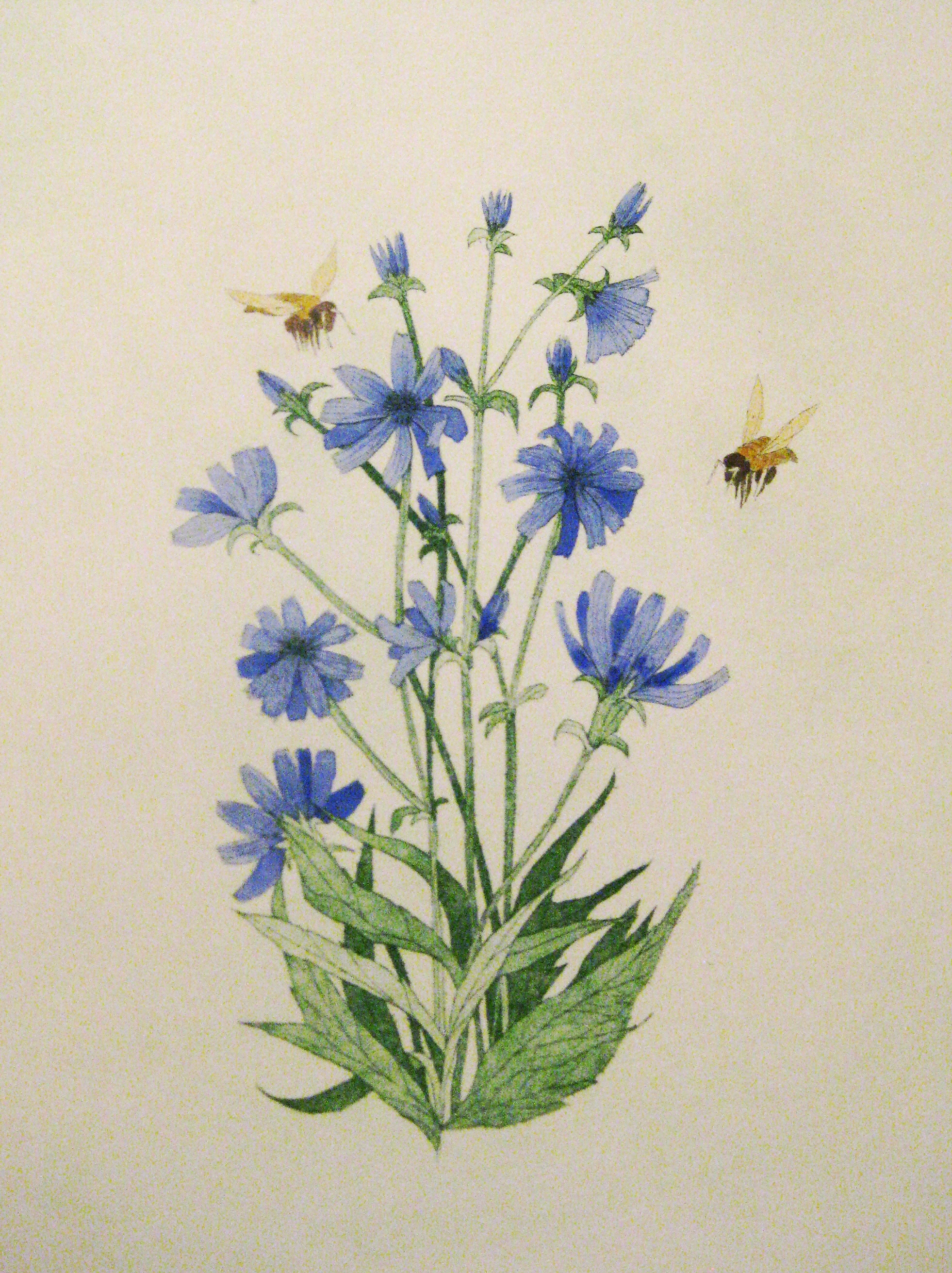 Blue Chicory