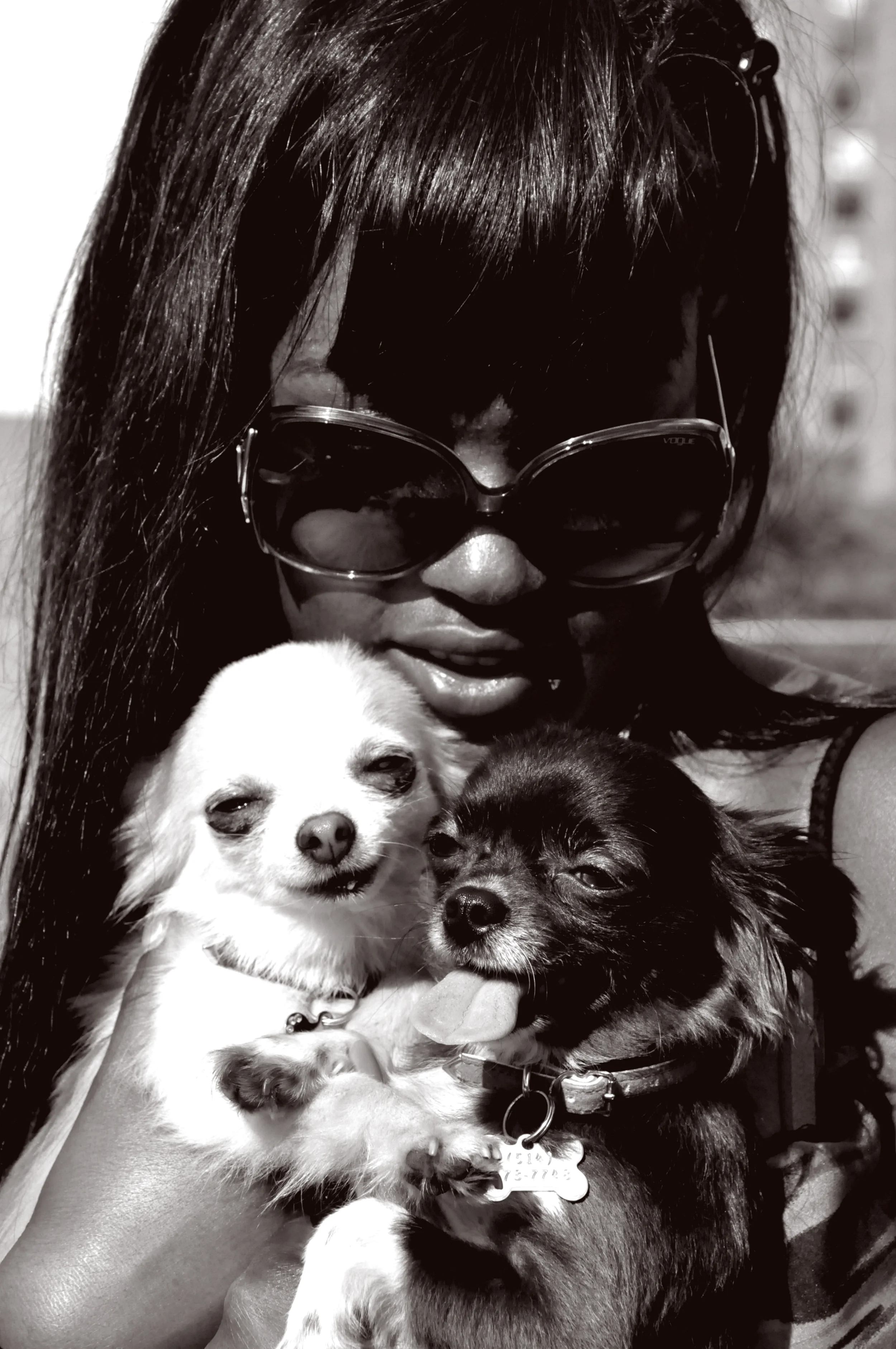 nat-dogs.jpg