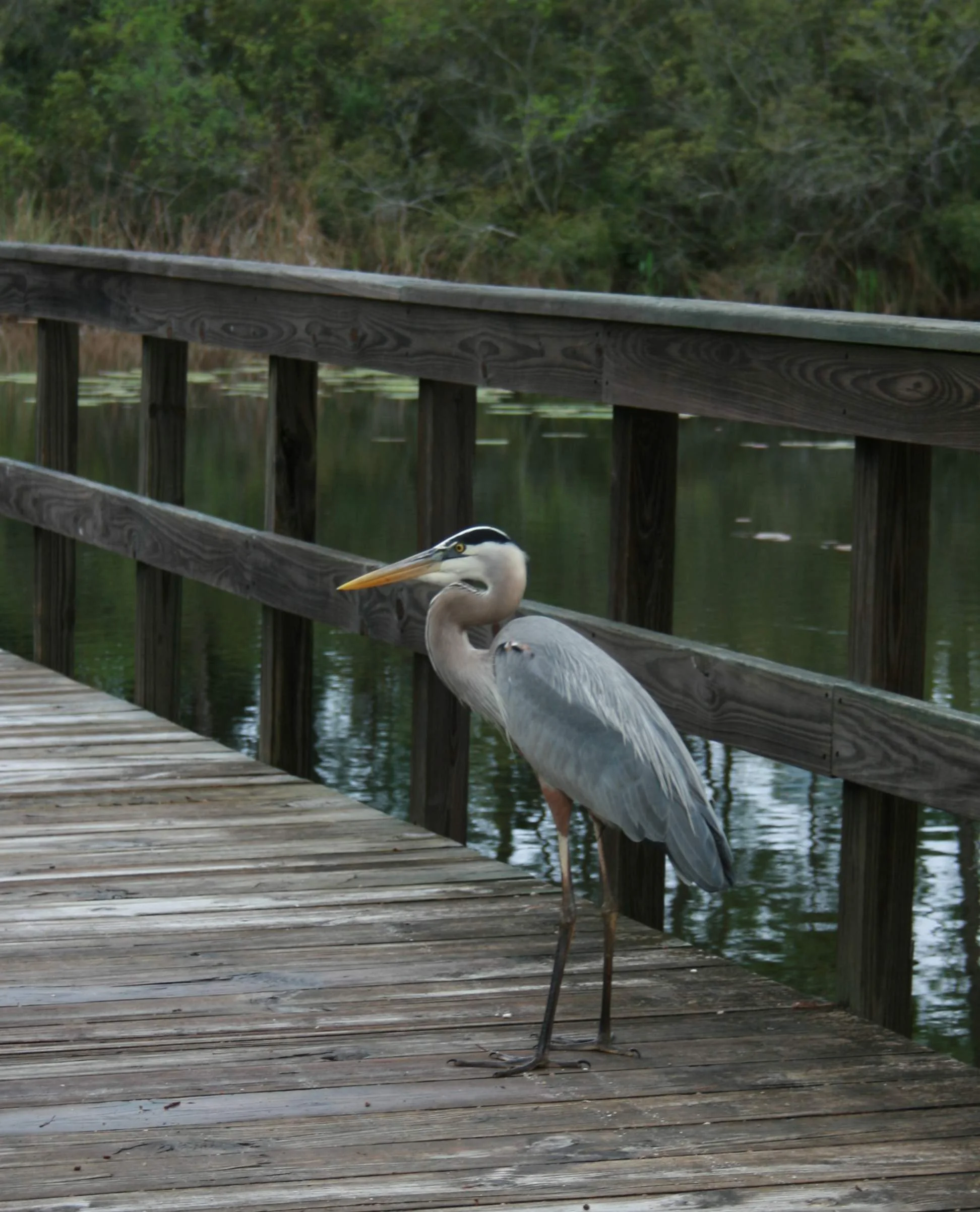 heron_8530.jpg