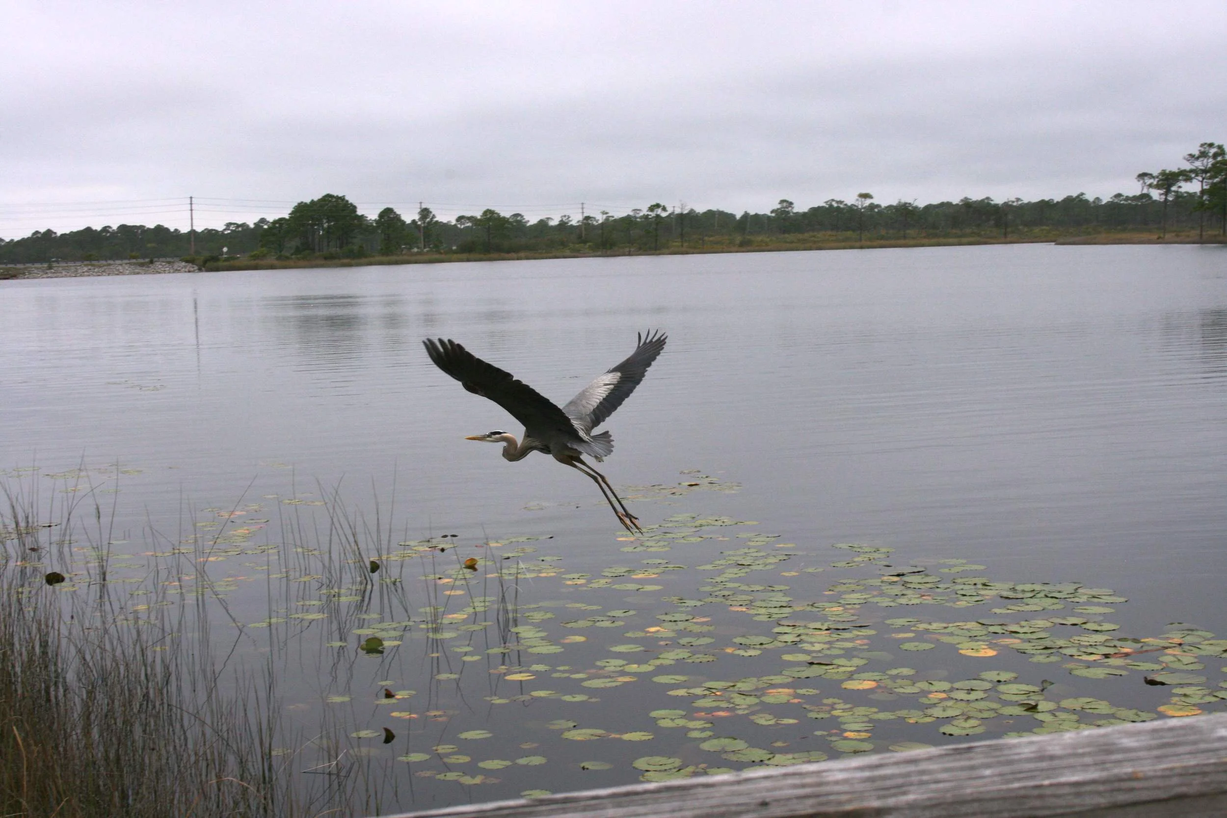heron_flight_8503.jpg