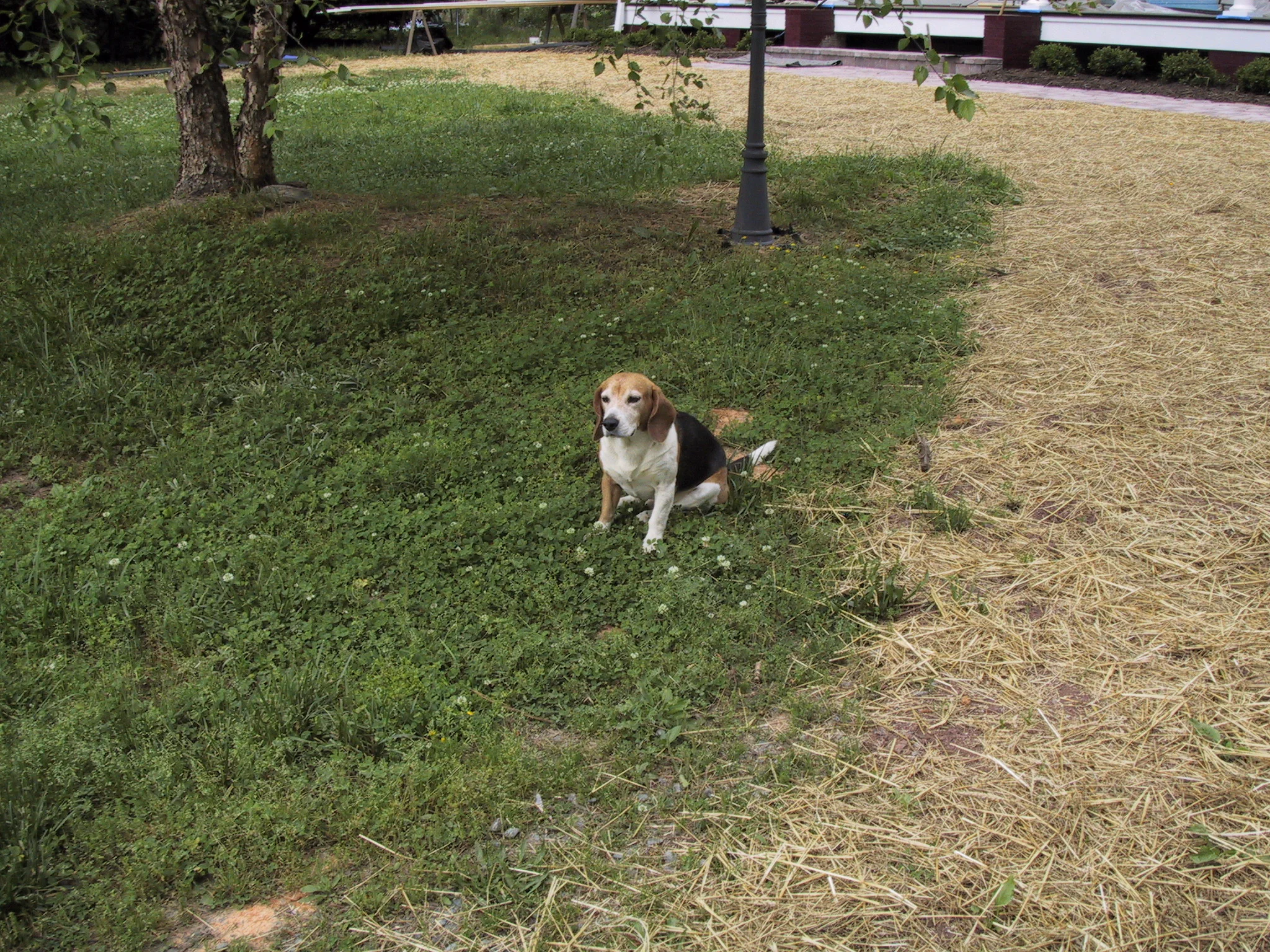 Yosemite Dog.JPG
