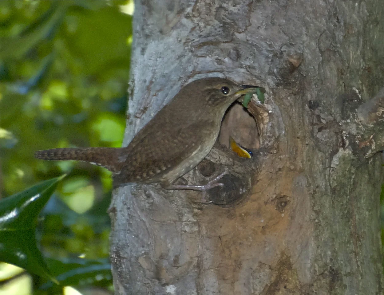 House Wren - Nurturing Young Chick