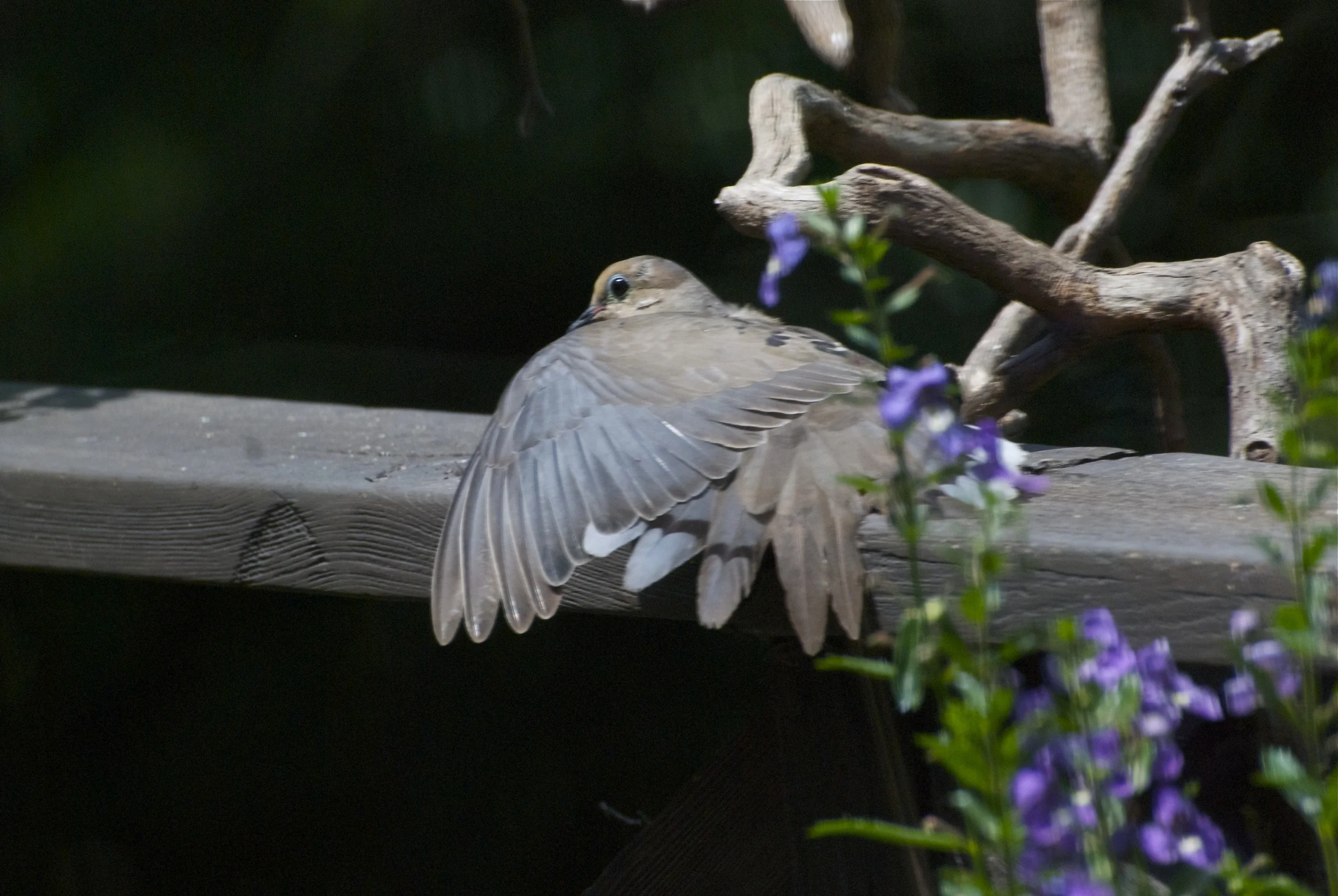 Mourning Dove-Sunning