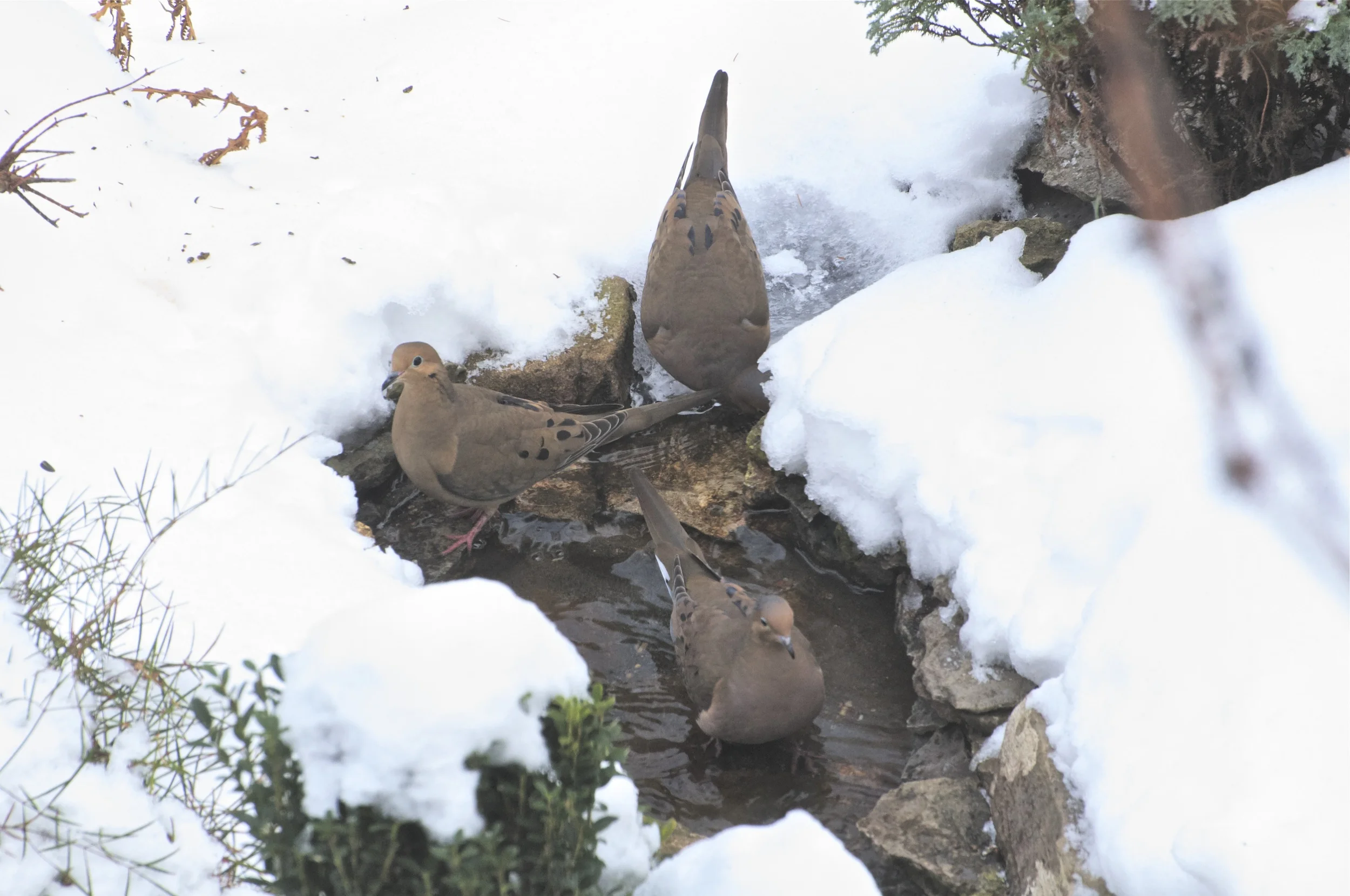 Mourning Dove-Winter Bathing