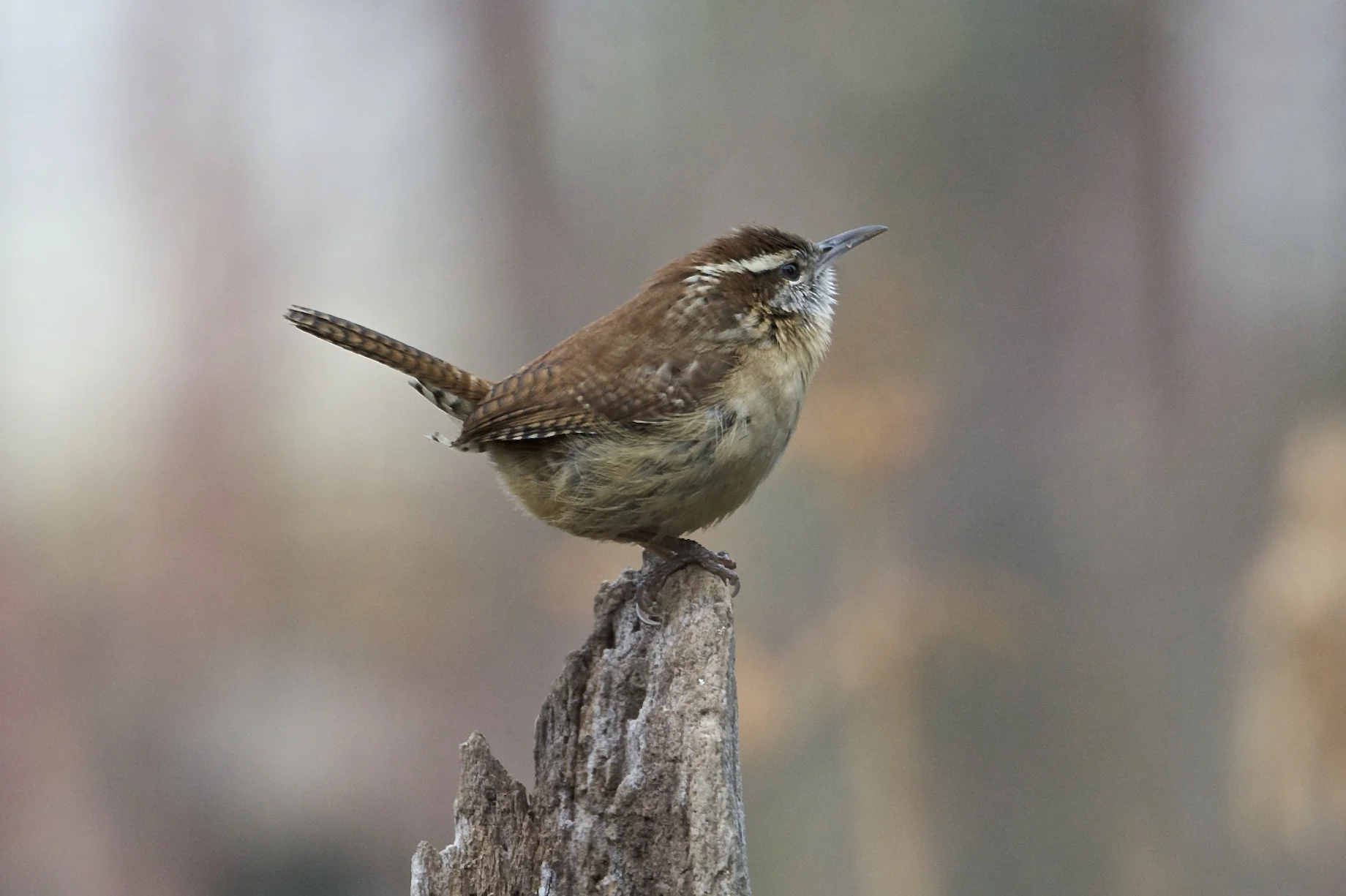 Carolina Wren