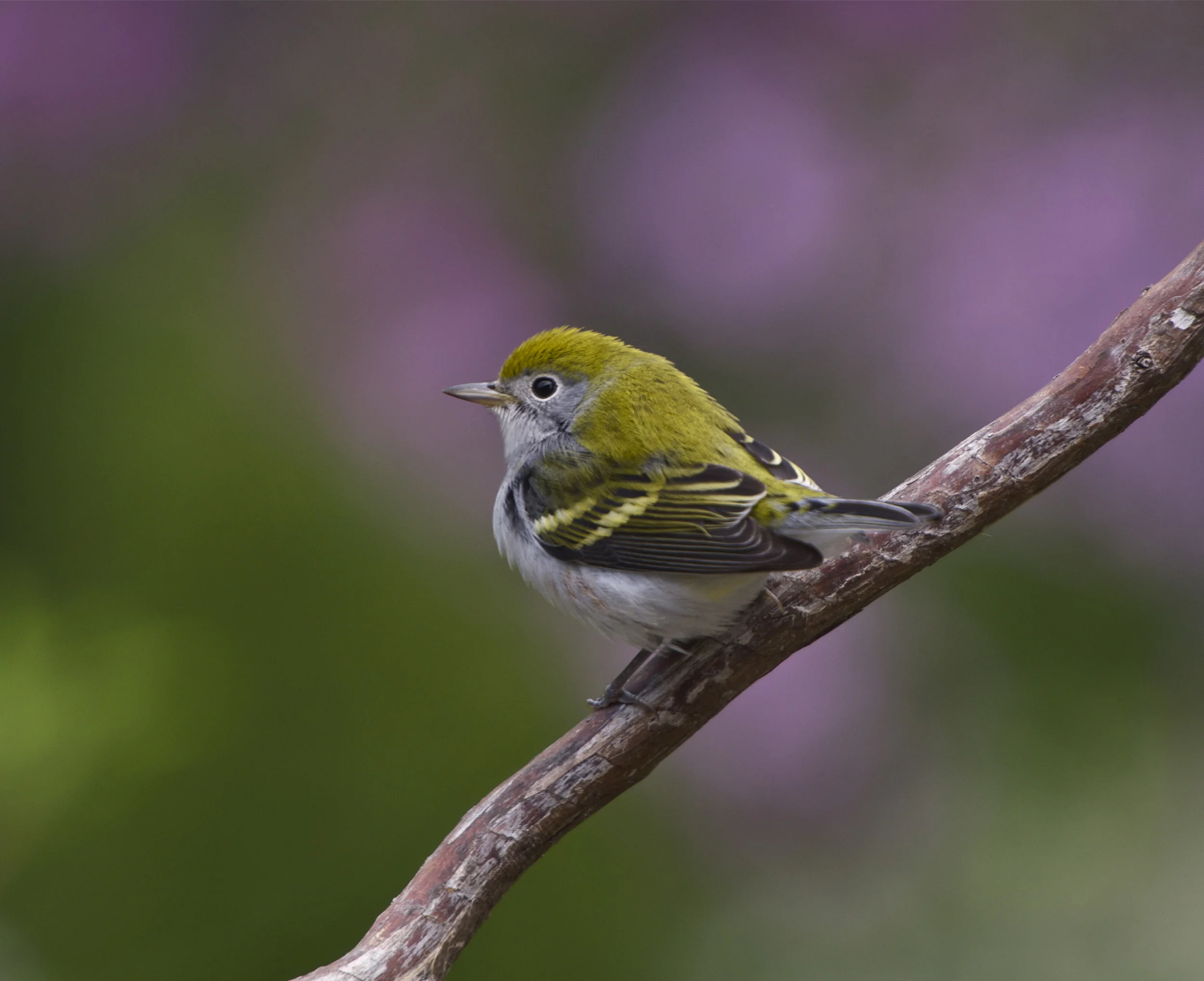 Chestnut-sided Warbler