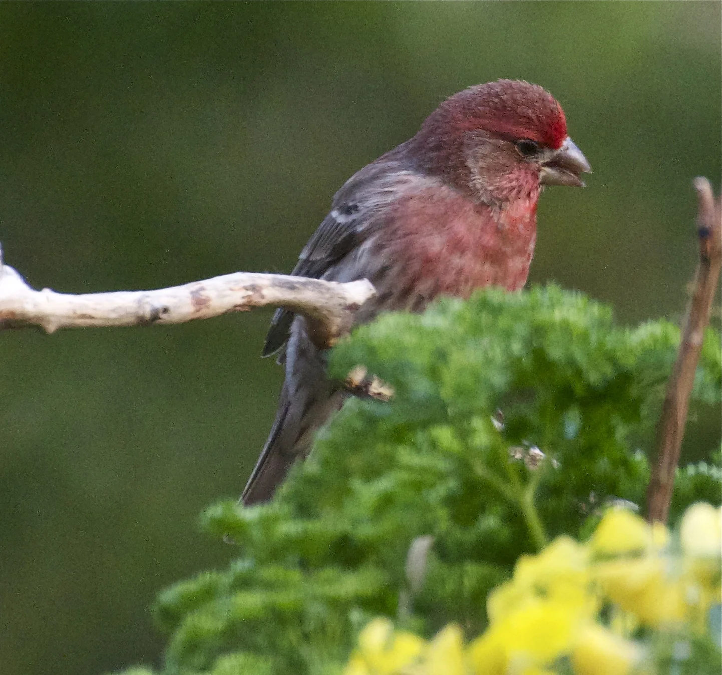 House Finch-Male