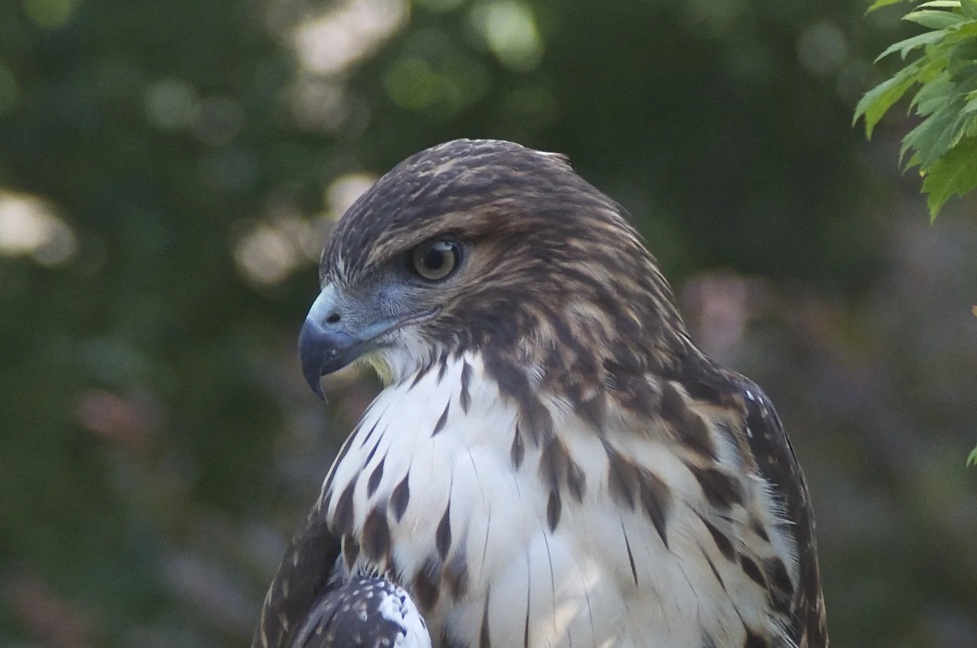 Red-tailed Hawk-Juvenile