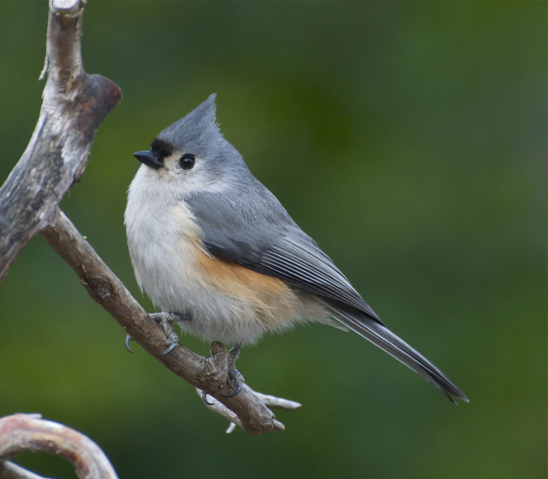 Tufted Titmouse