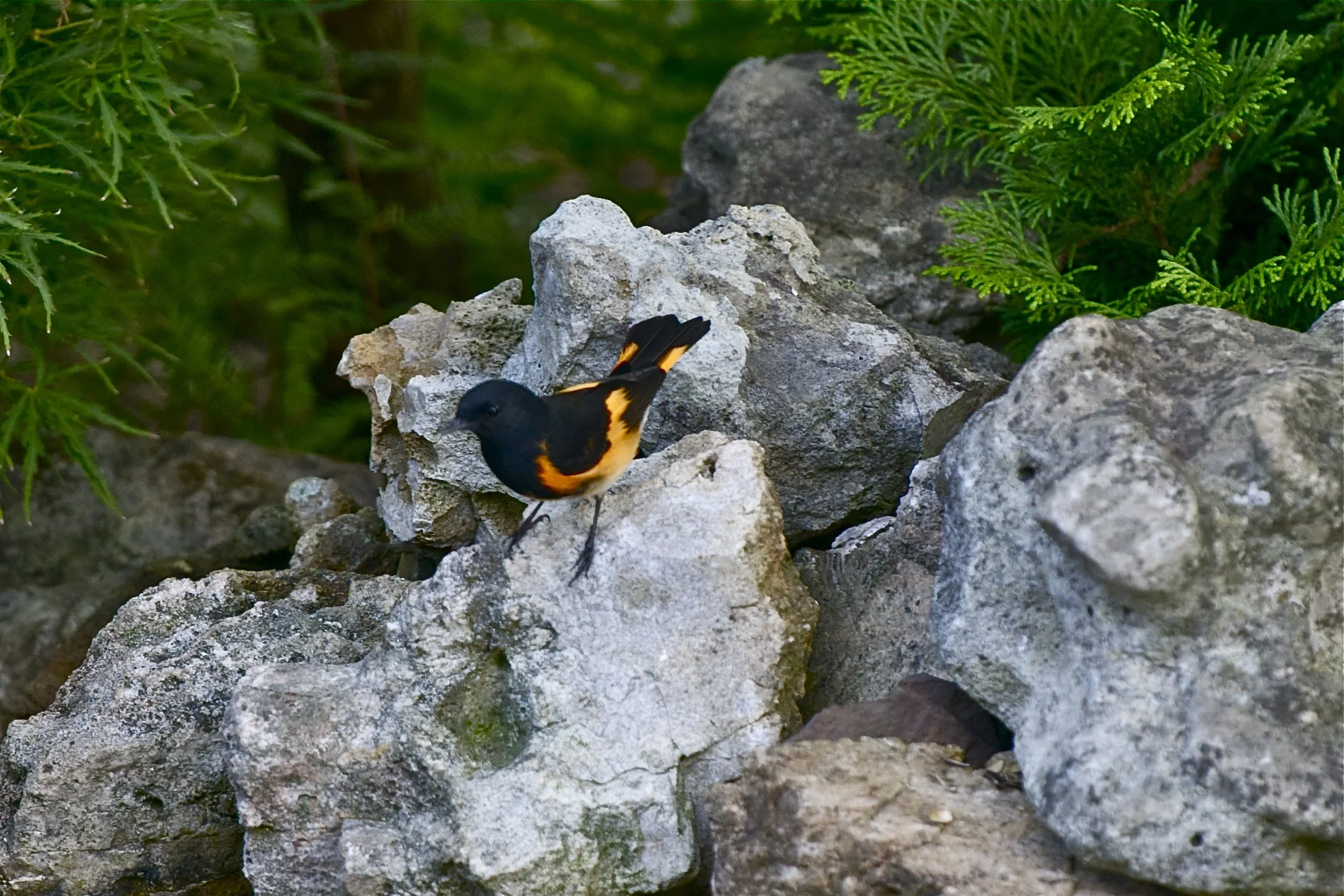 American Redstart-Male