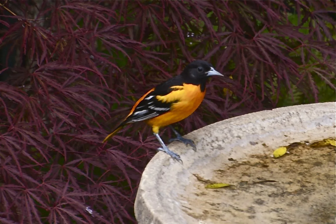 Baltimore Oriole-Male