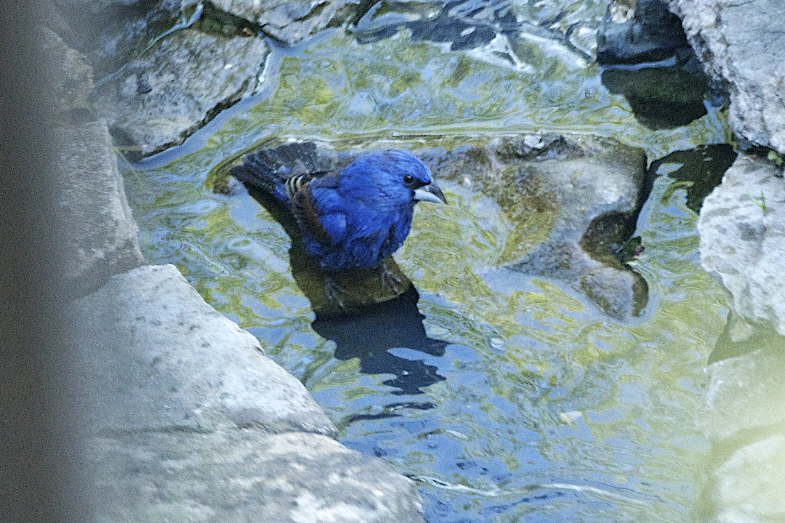 Blue Grosbeak-Male