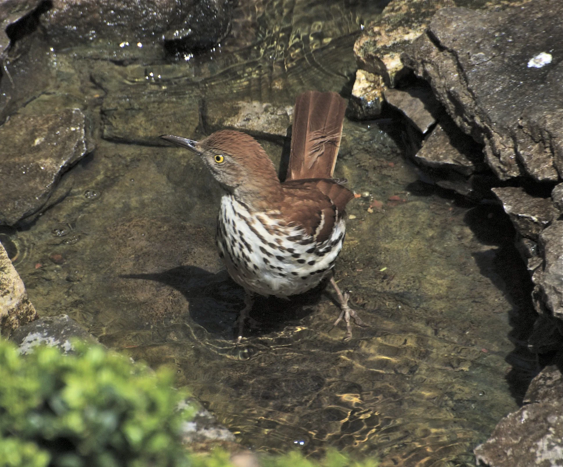 Brown Thrasher