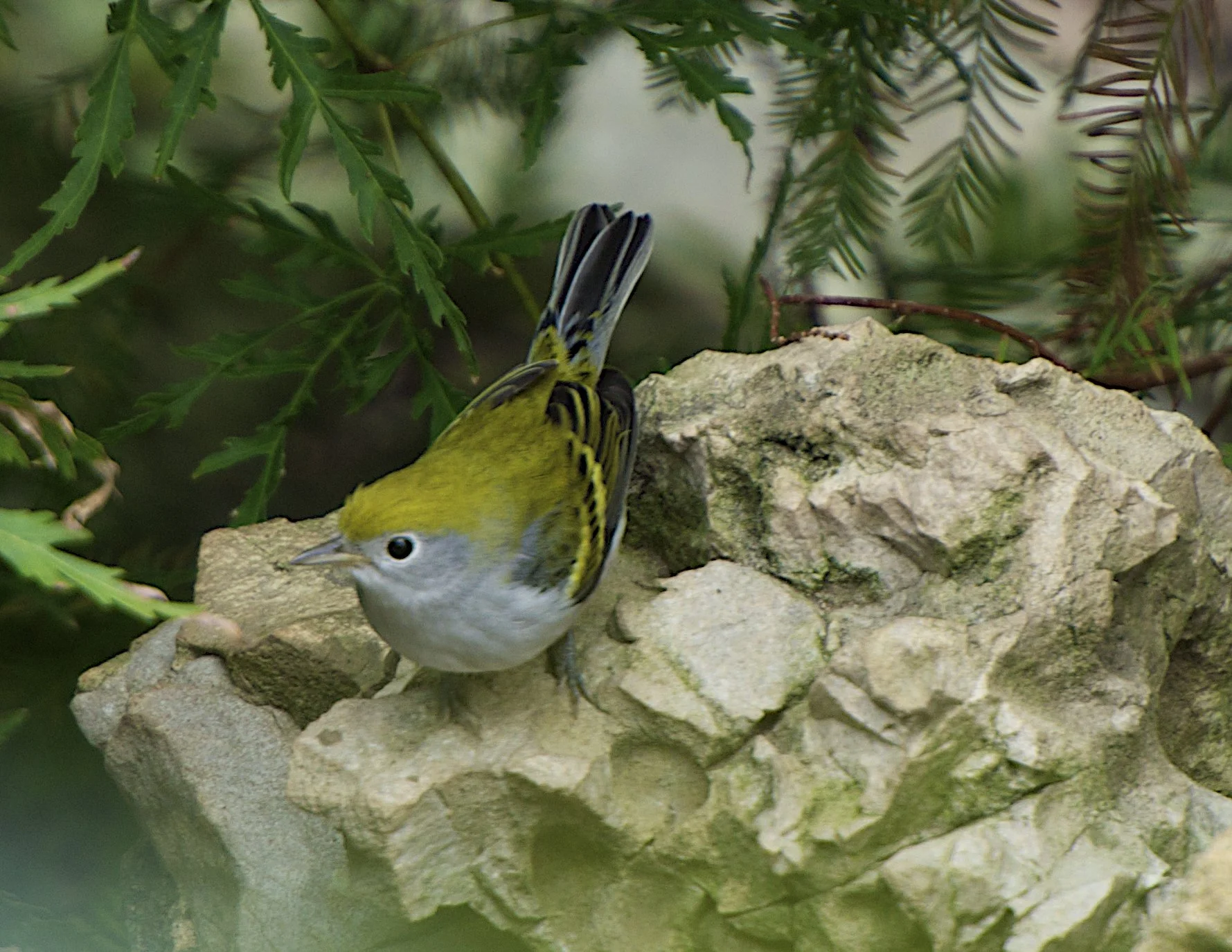 Chestnut-sided Warbler-Juvenile