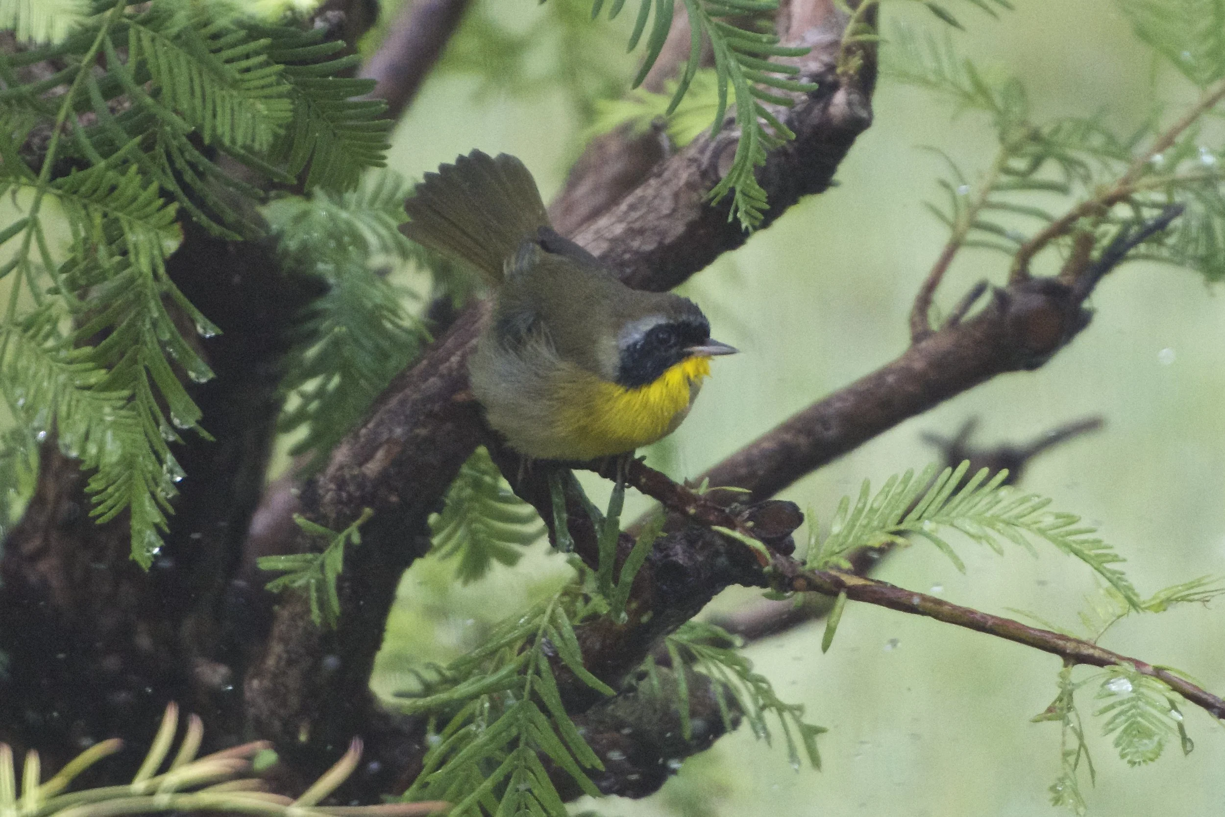 Common Yellowthroat: Dawn Redwood Tree