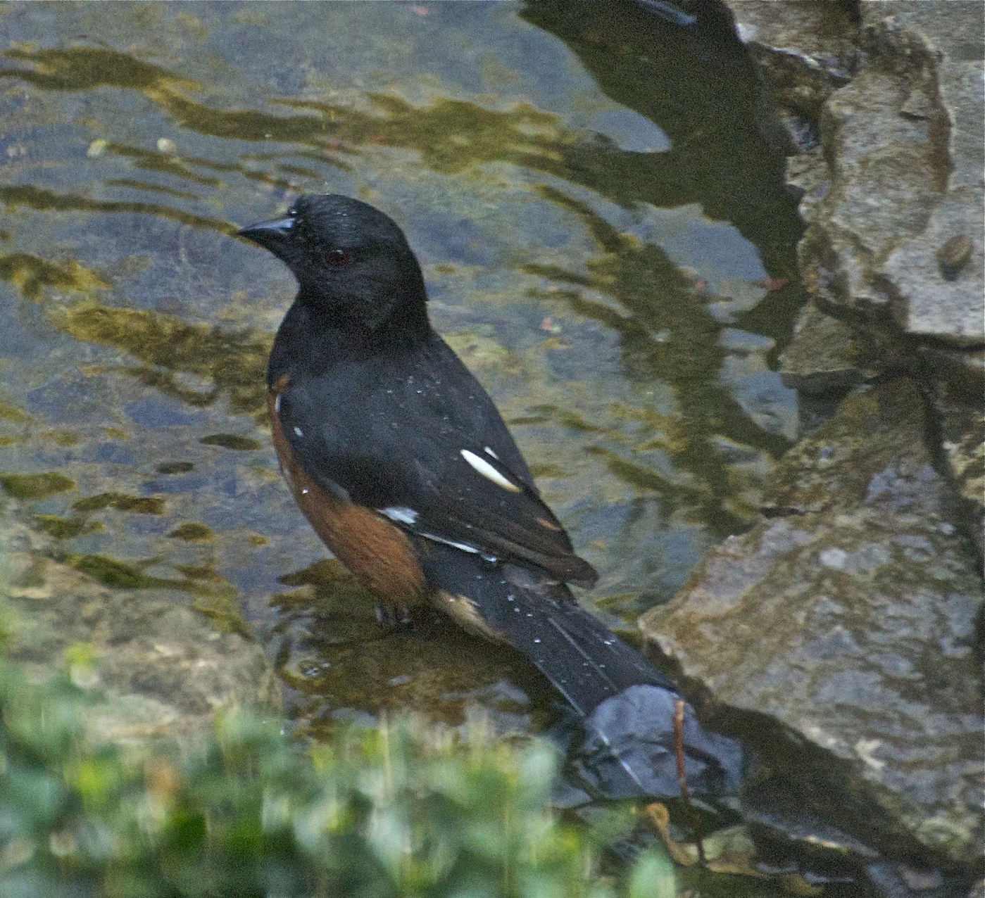 Eastern Towhee-Male