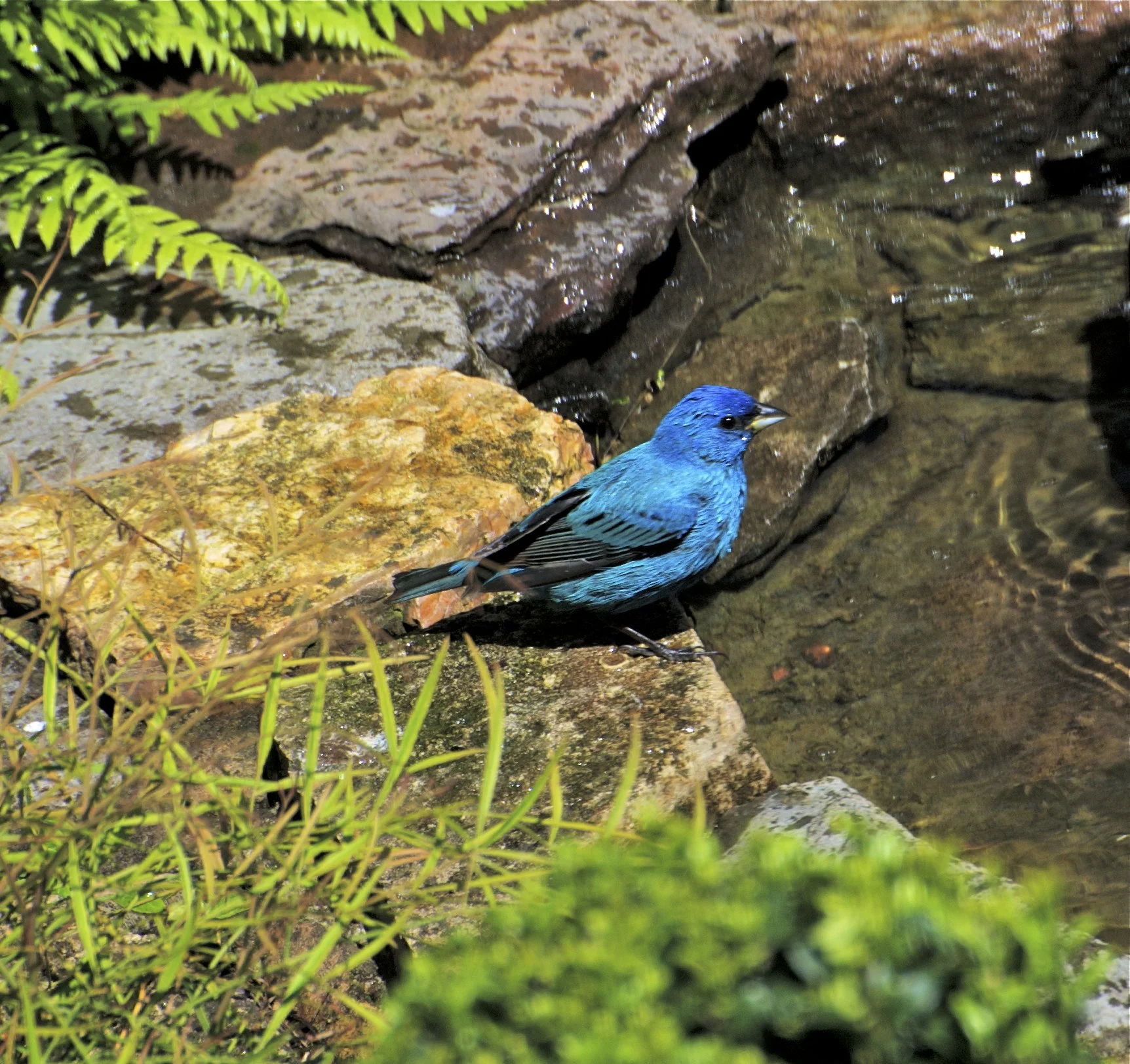 Indigo Bunting-Male