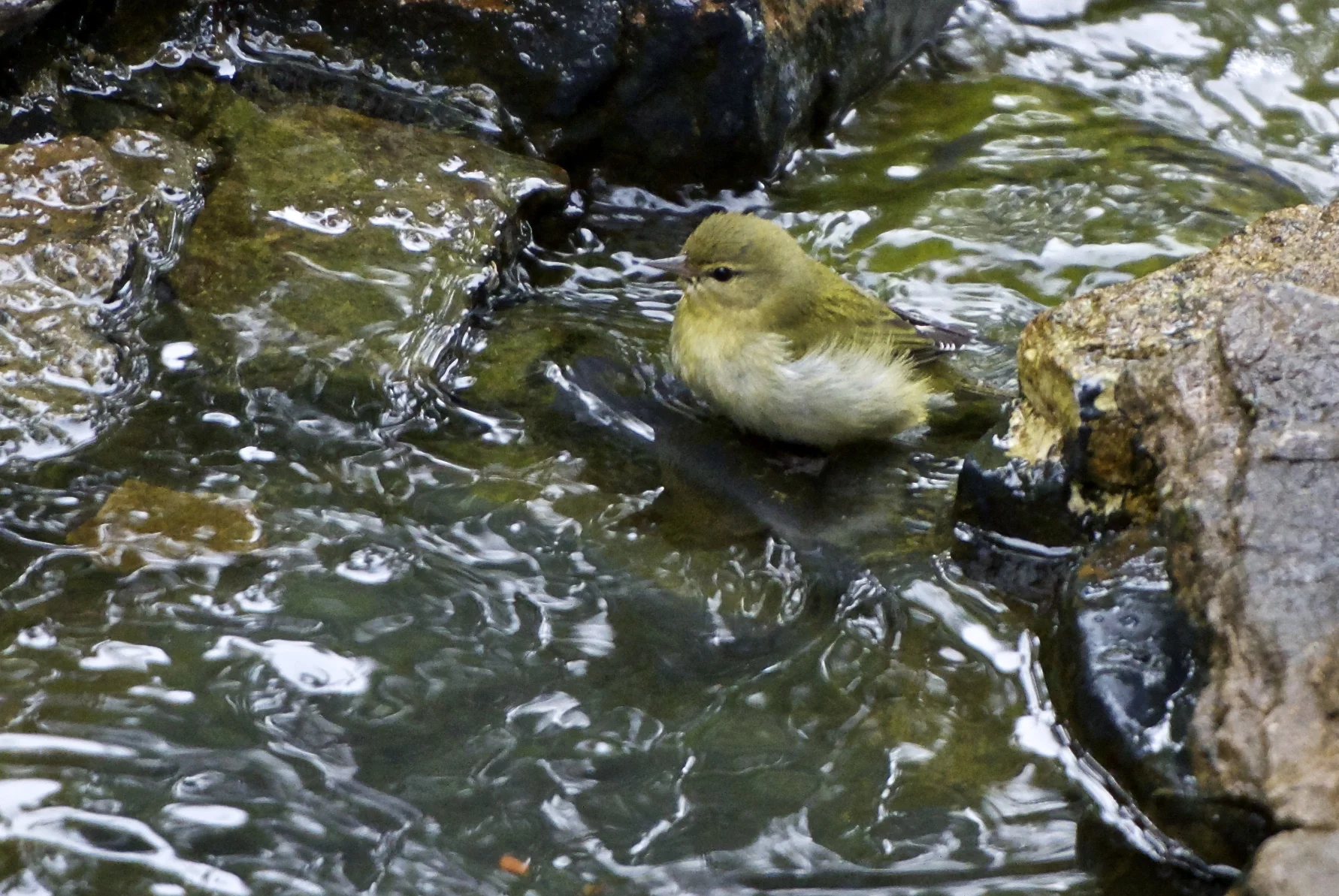 Tennessee Warbler