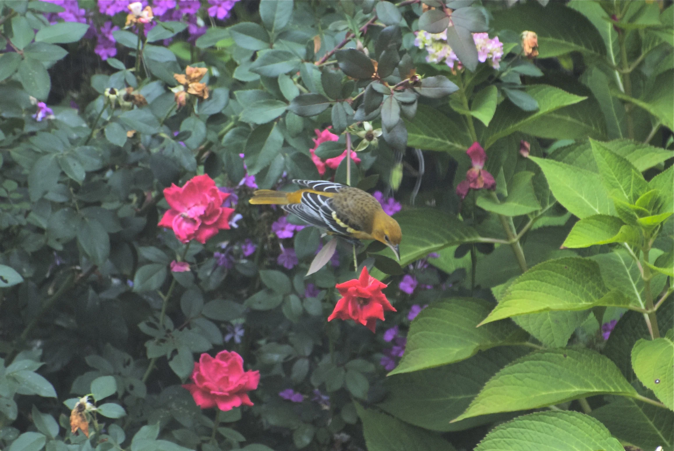 Baltimore Oriole-Female-Knowkout Rose