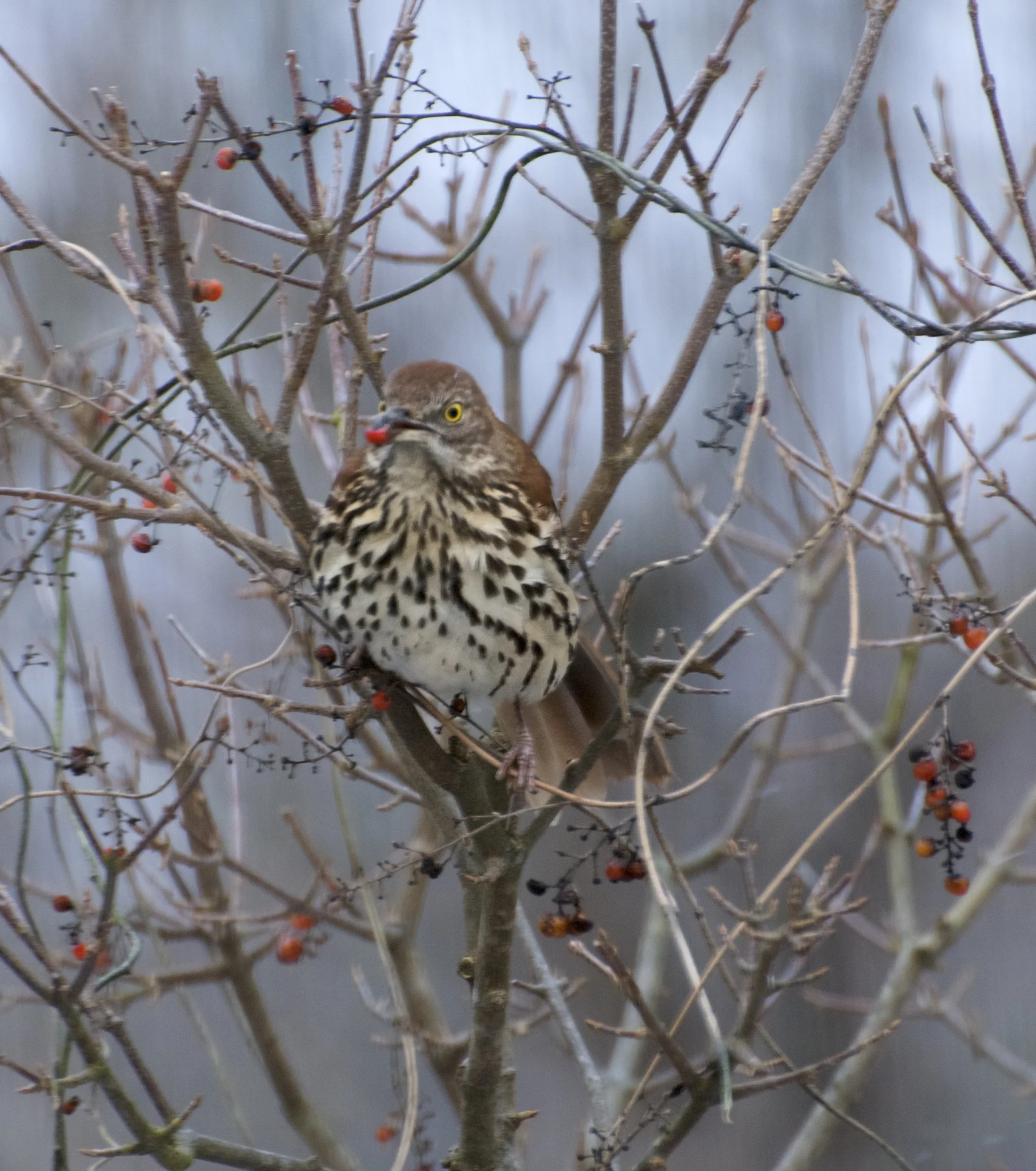 Brown Thrasher-Smilax Vine