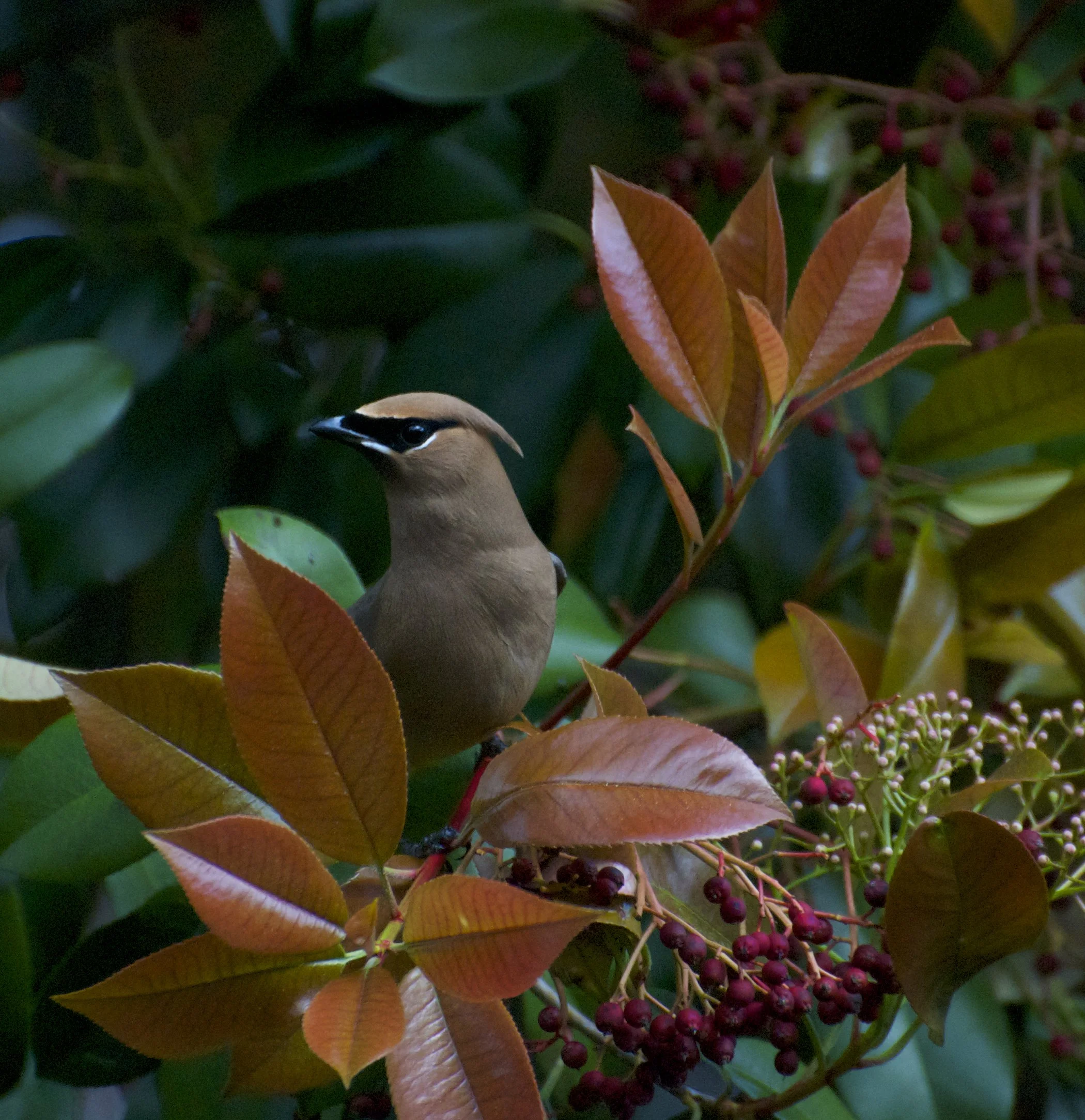 Cedar Waxwing-Red Tip