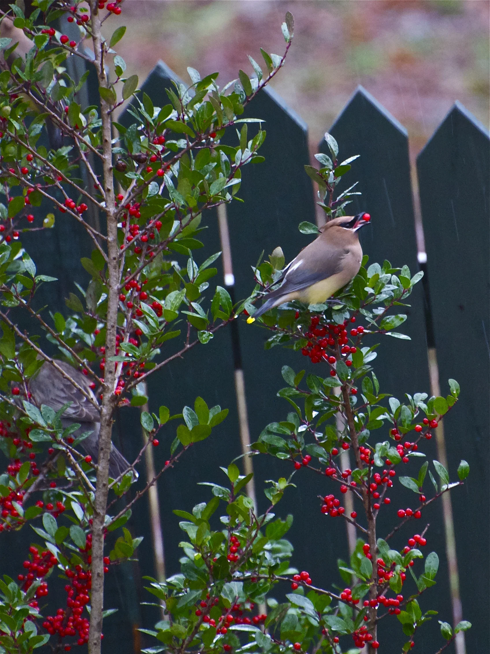 Cedar Waxwing-Shadow Yaupon Holly