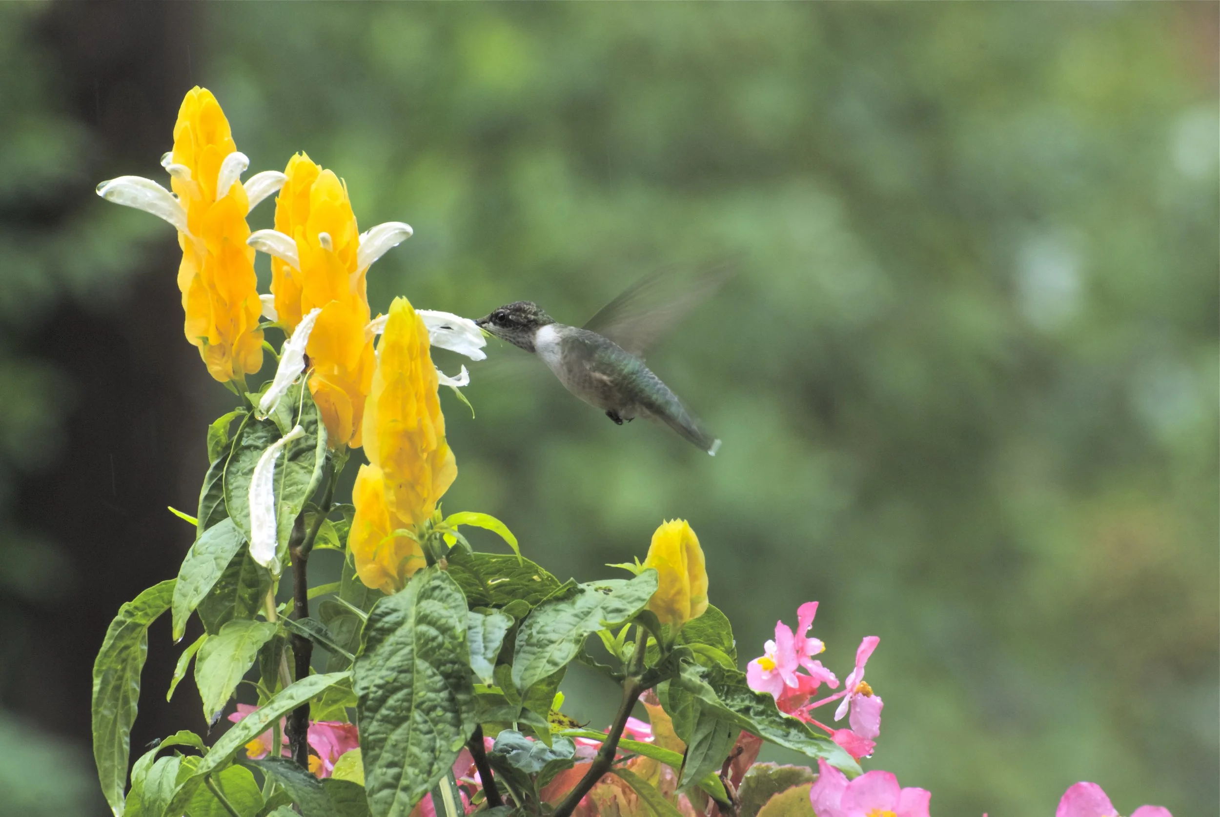 Ruby-throated Hummingbird-Golden Shrimp Plant