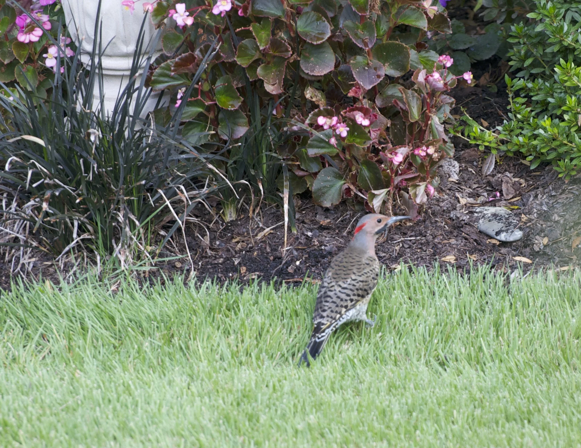 Northern Flicker-Leaf Mulch