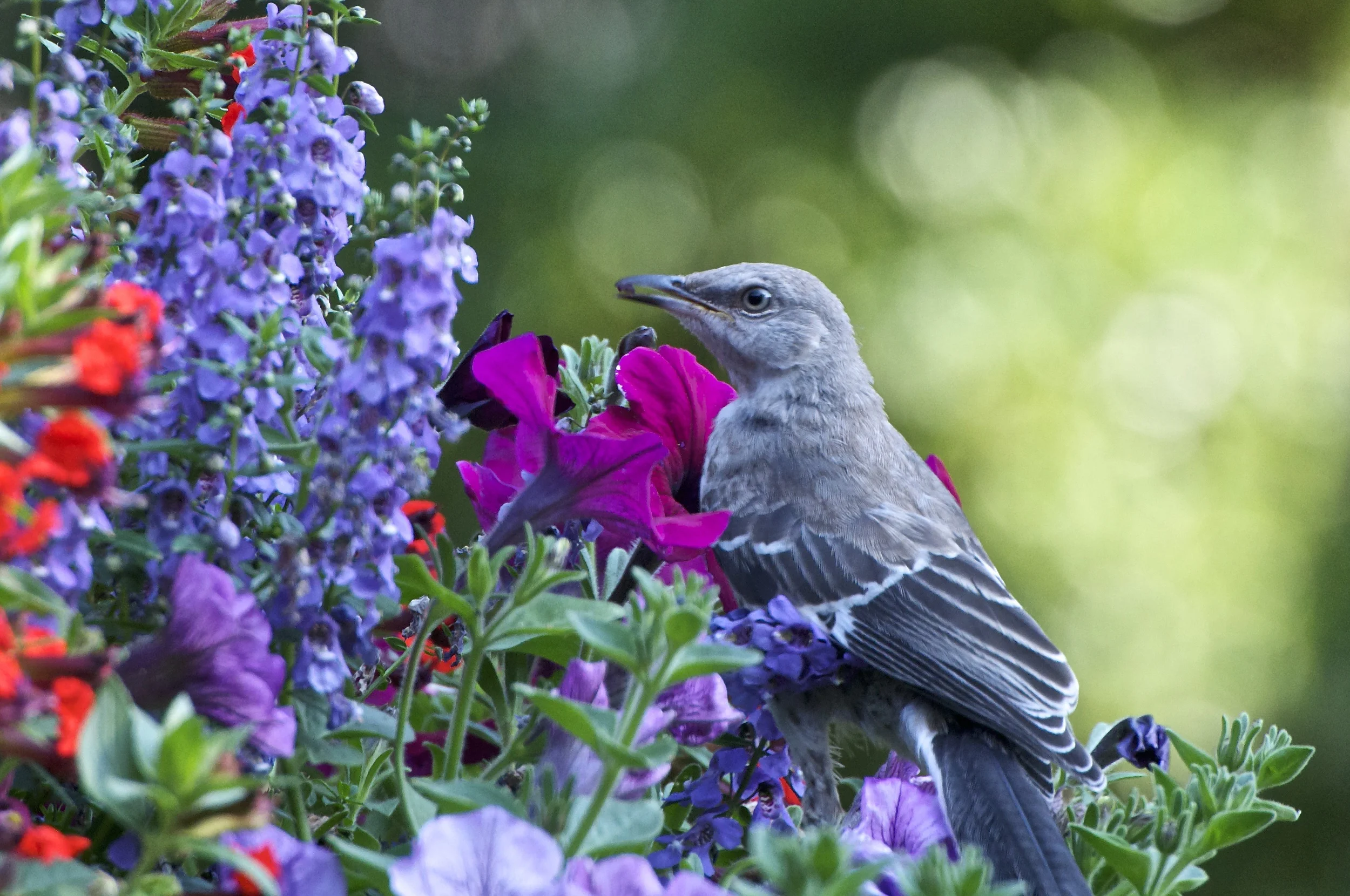 Northern Mockingbird-Deck Flower Planter