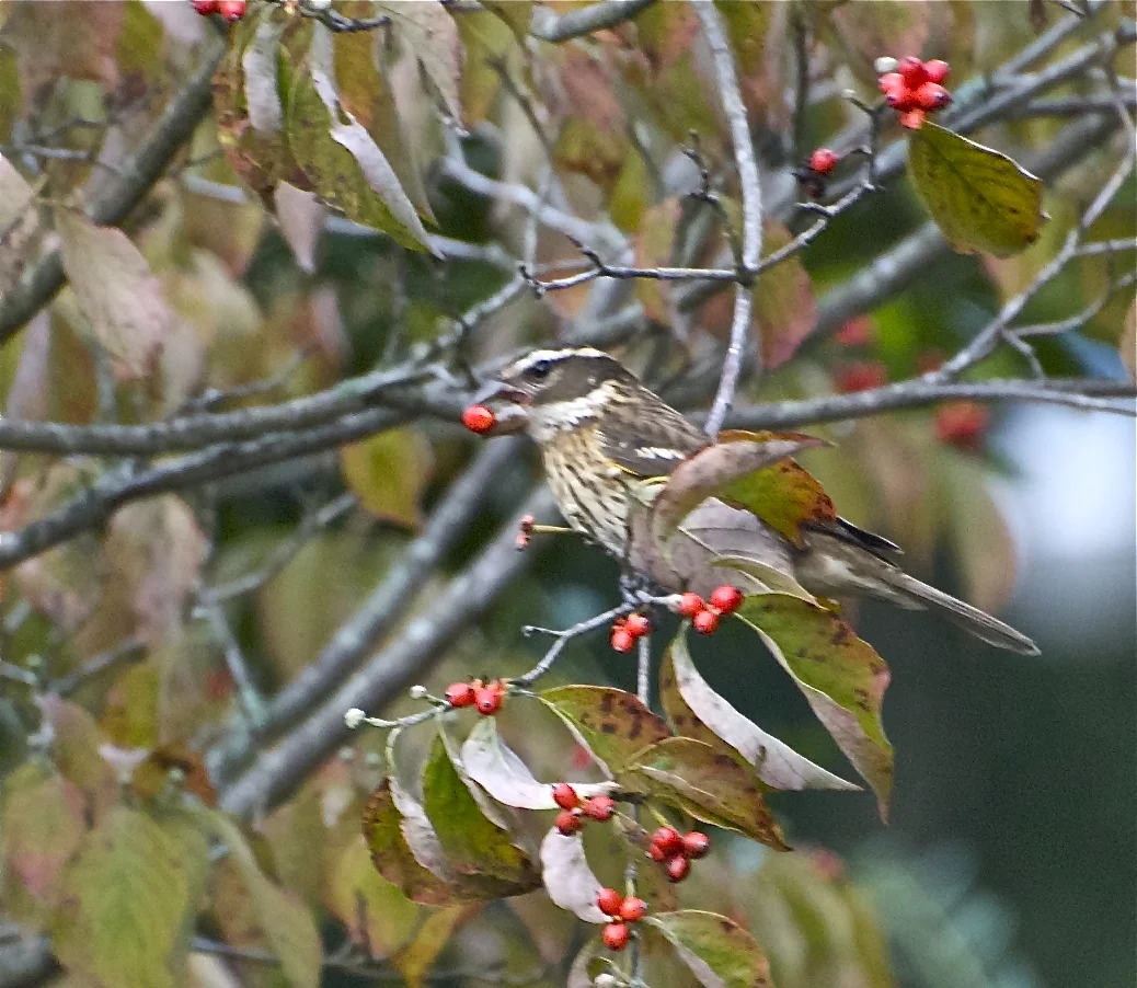 Rose-Breasted Grosbeak-Female-Dogwood Tree