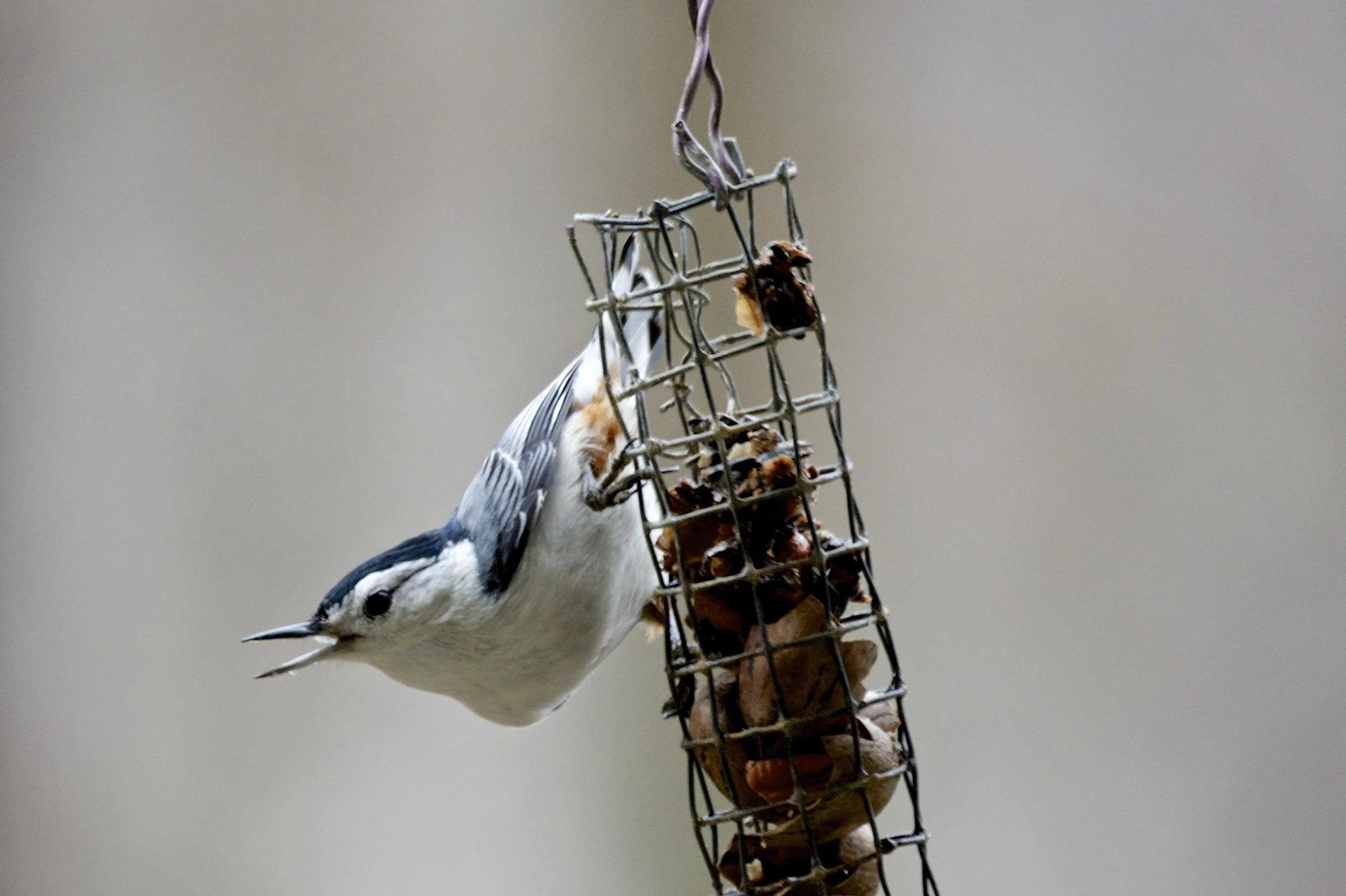 Cracked Pecan Feeder: White-breasted Nuthatch