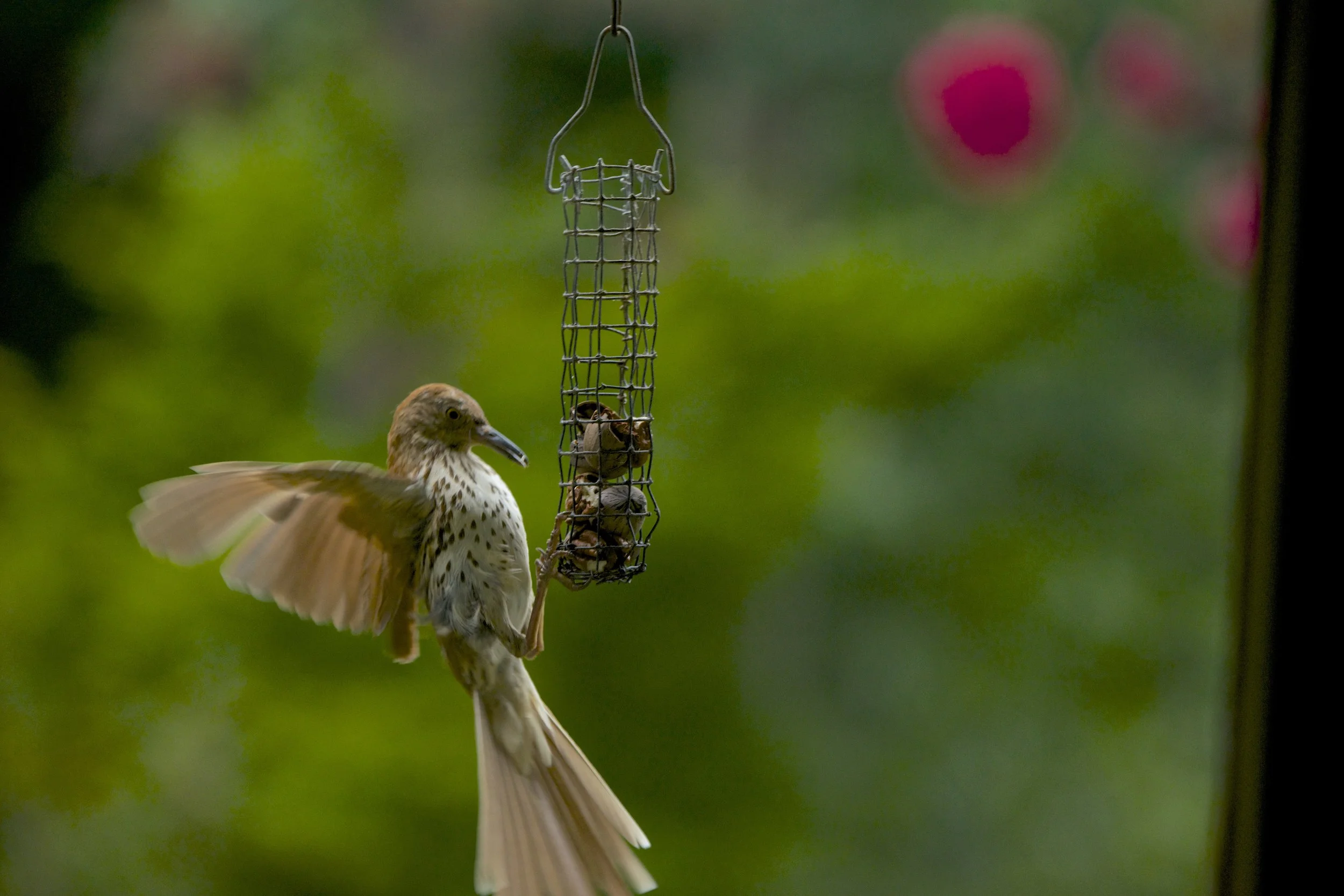 Cracked Pecan Feeder: Brown Thrasher
