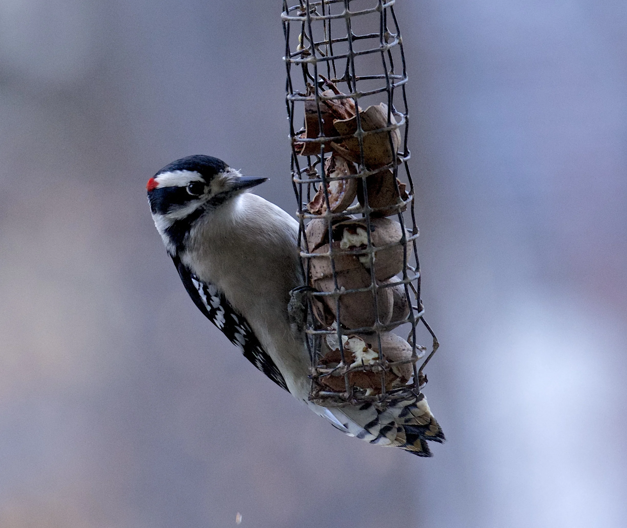 Cracked Pecan Feeder: Downy Woodpecker-Male