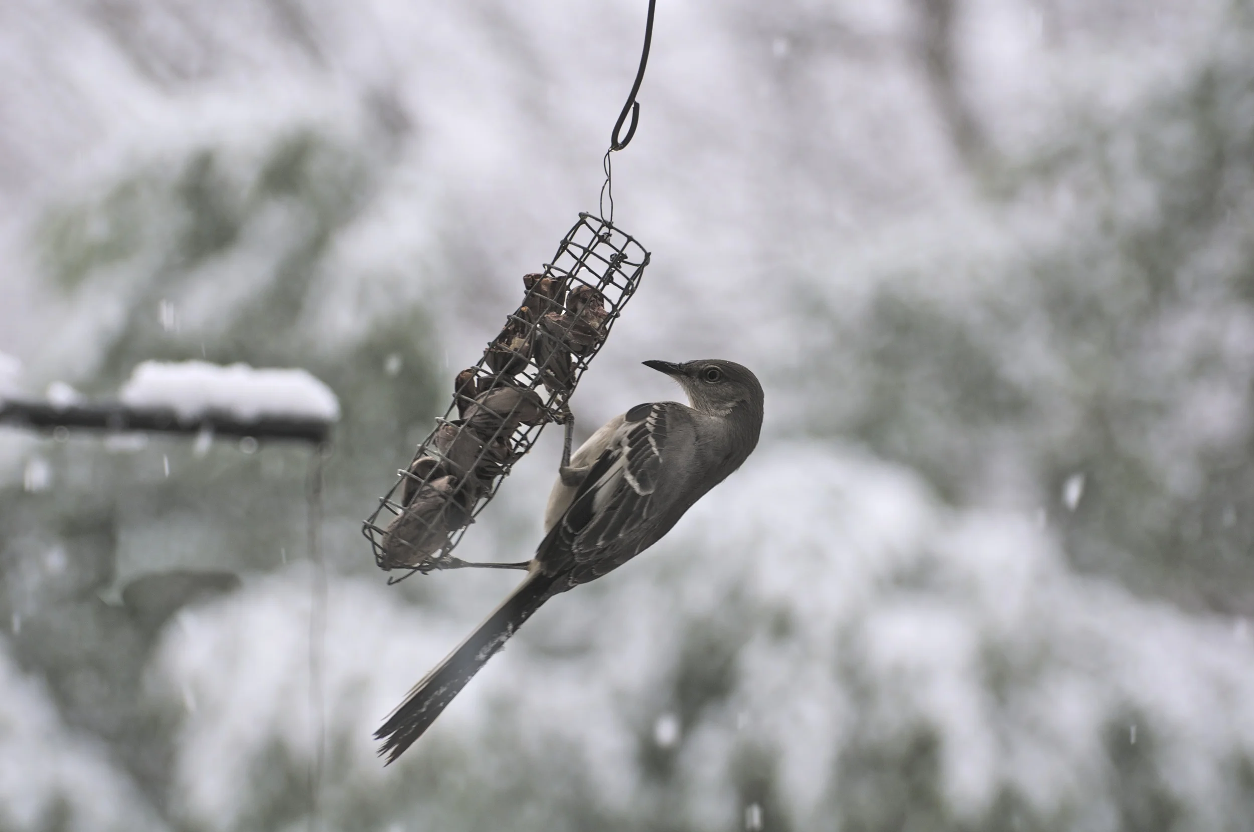 Cracked Pecan Feeder: Northern Mockingbird