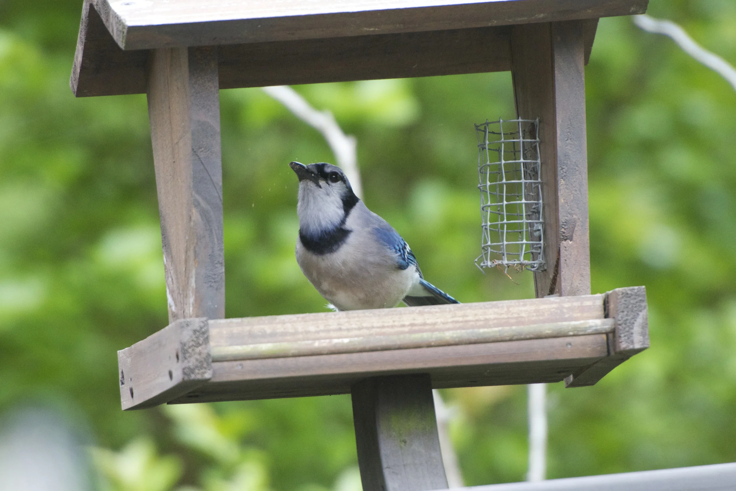 Grit Feeder: Blue Jay