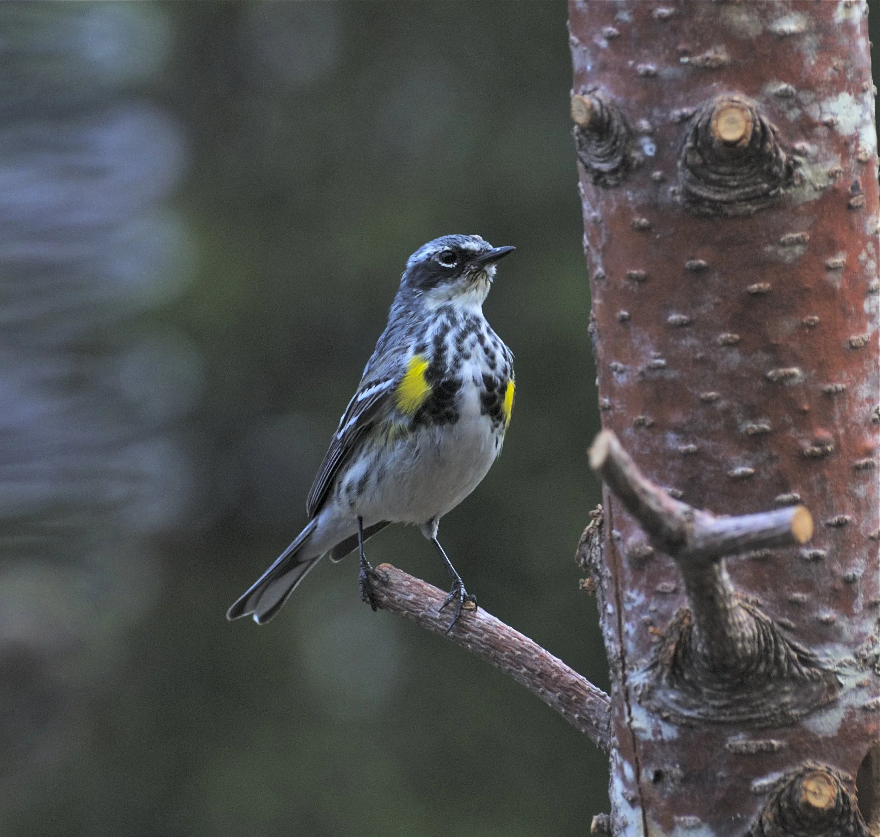 Suet Log Feeder: Yellow-rump Warbler-Spring Plumage