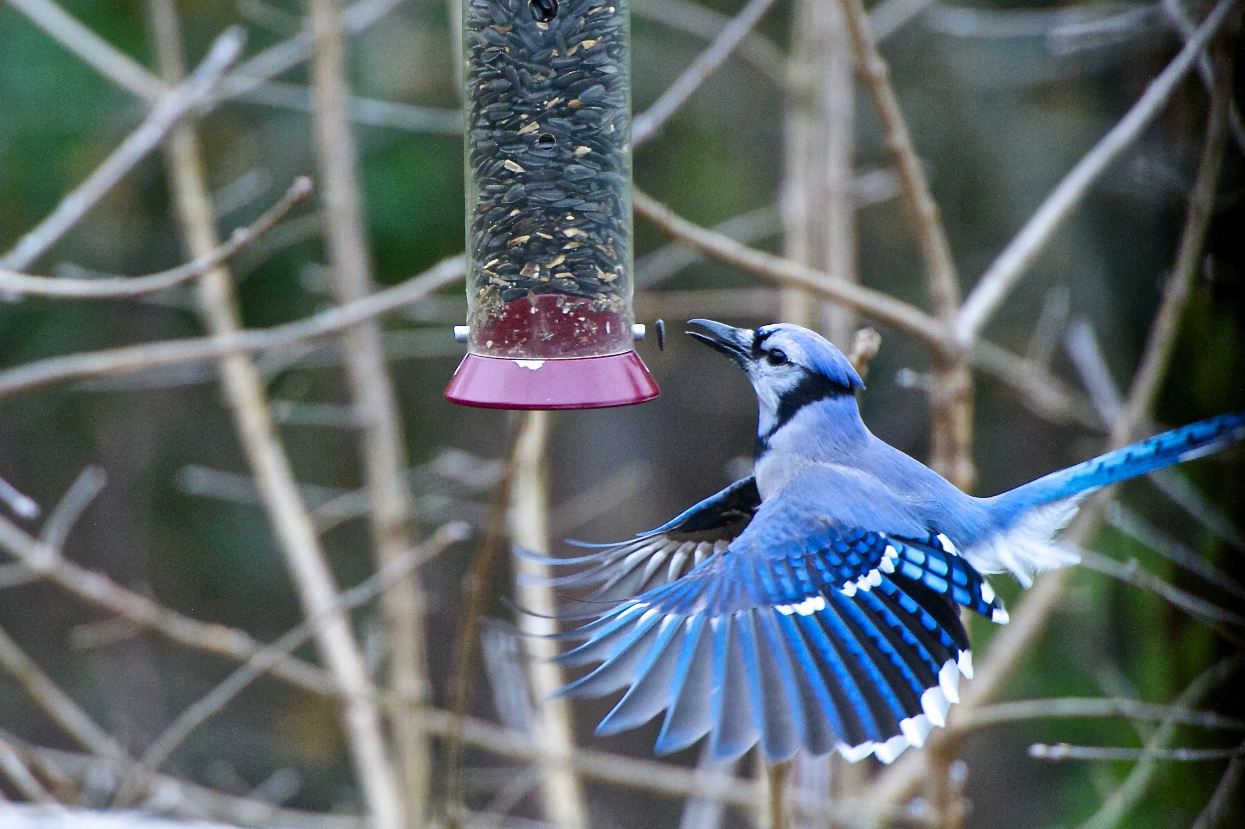 Sunflower Seed Feeder: Blue Jay