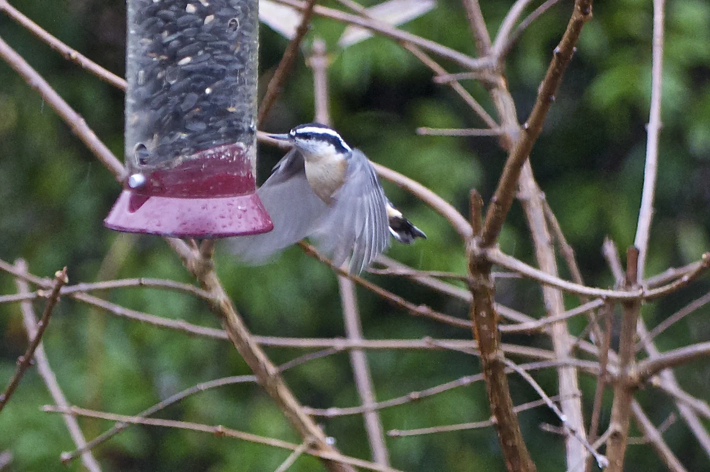 Sunflower Seed Feeder: Red-breasted Nuthatch
