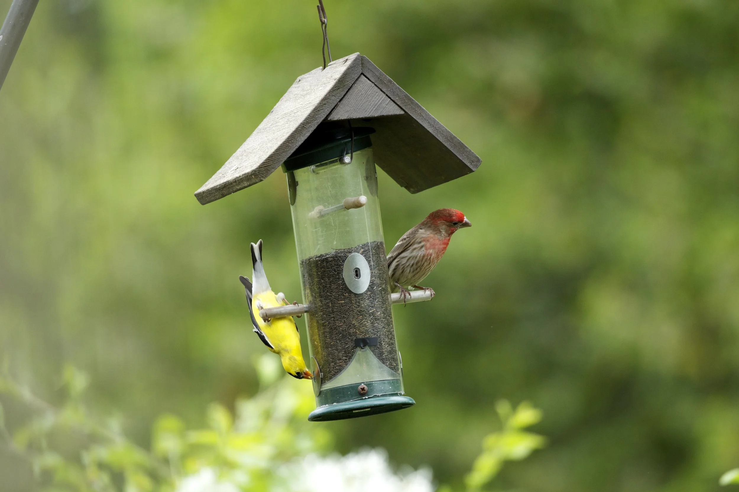 Thistle Feeder: American Goldfinch & House Finch