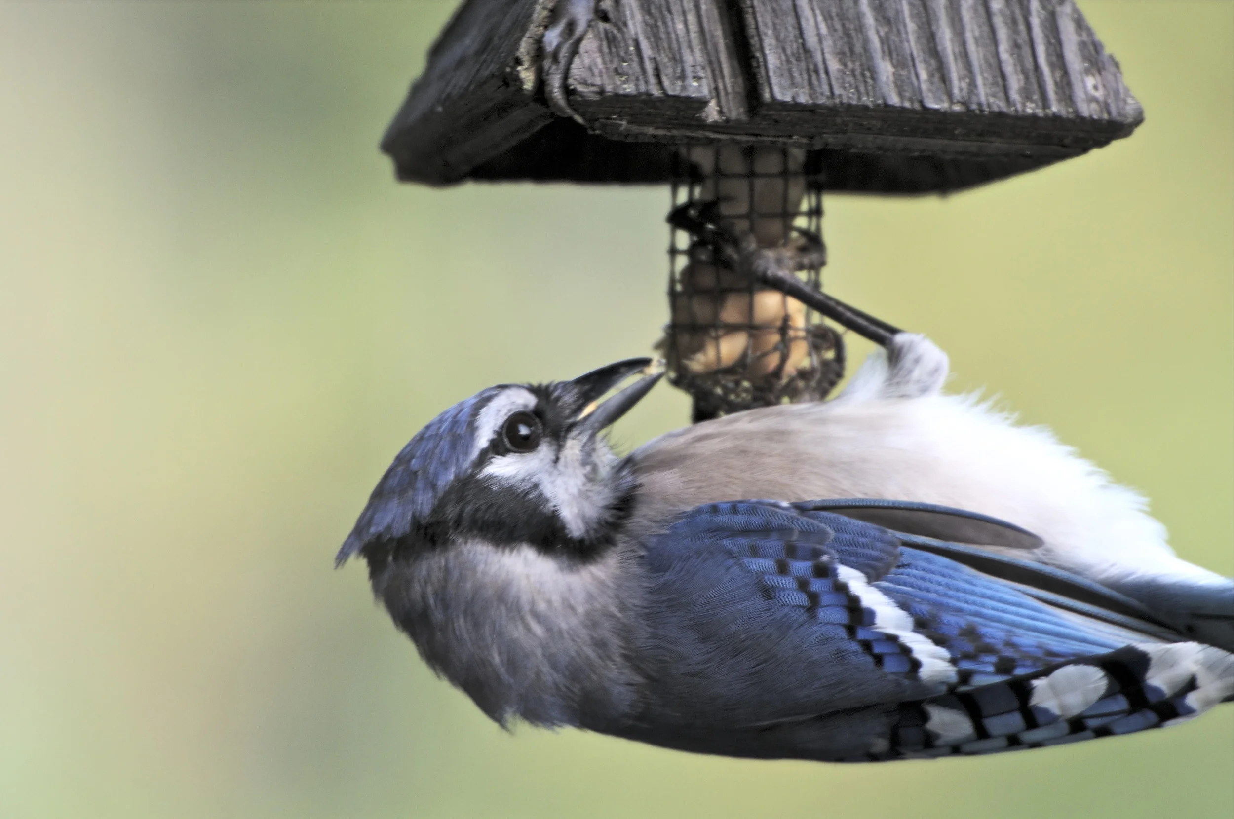 Wire Nut Feeder: Blue Jay