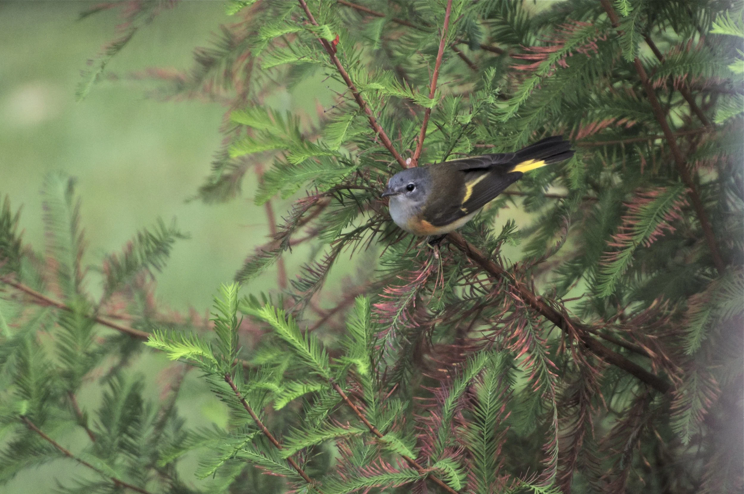 American Redstart-Juvenile Male: Bald Cypress
