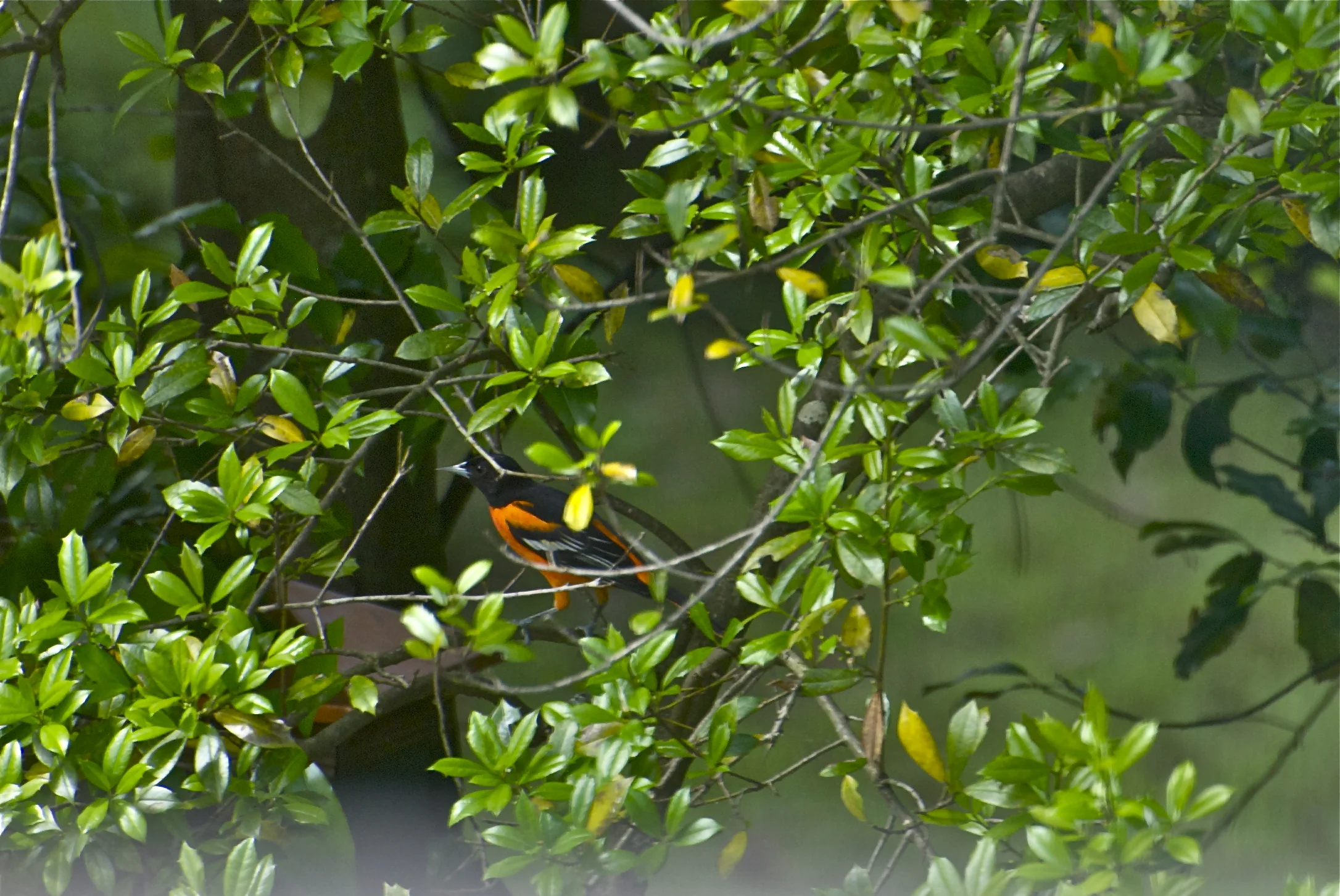 Baltimore Oriole-Female: Cherry Laurel
