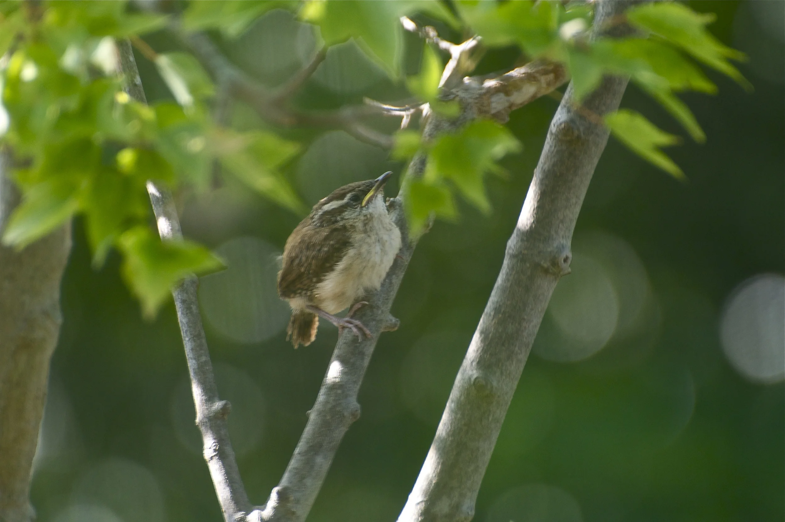Carolina Wren-Young-Potted Maple