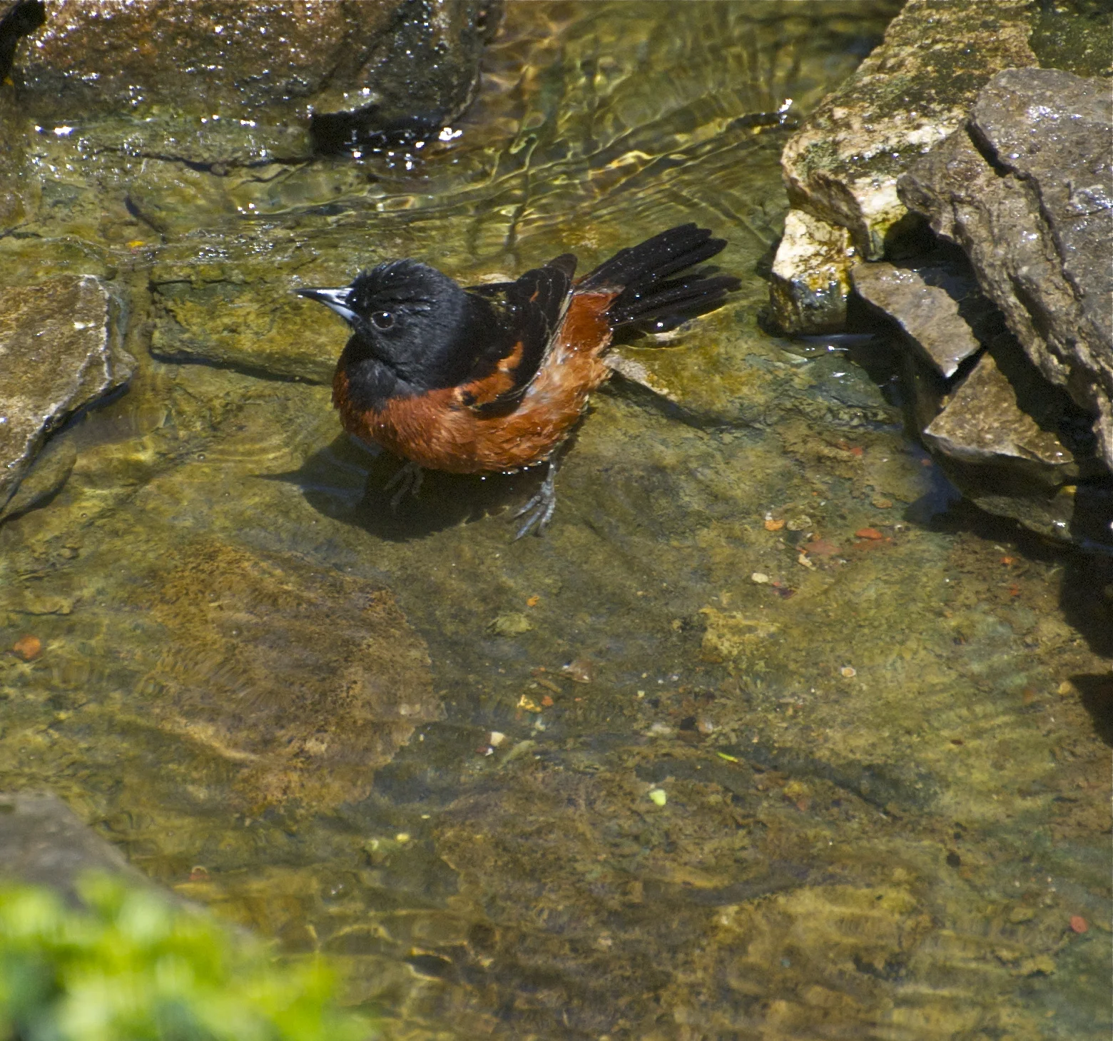 Orchard Oriole-Male