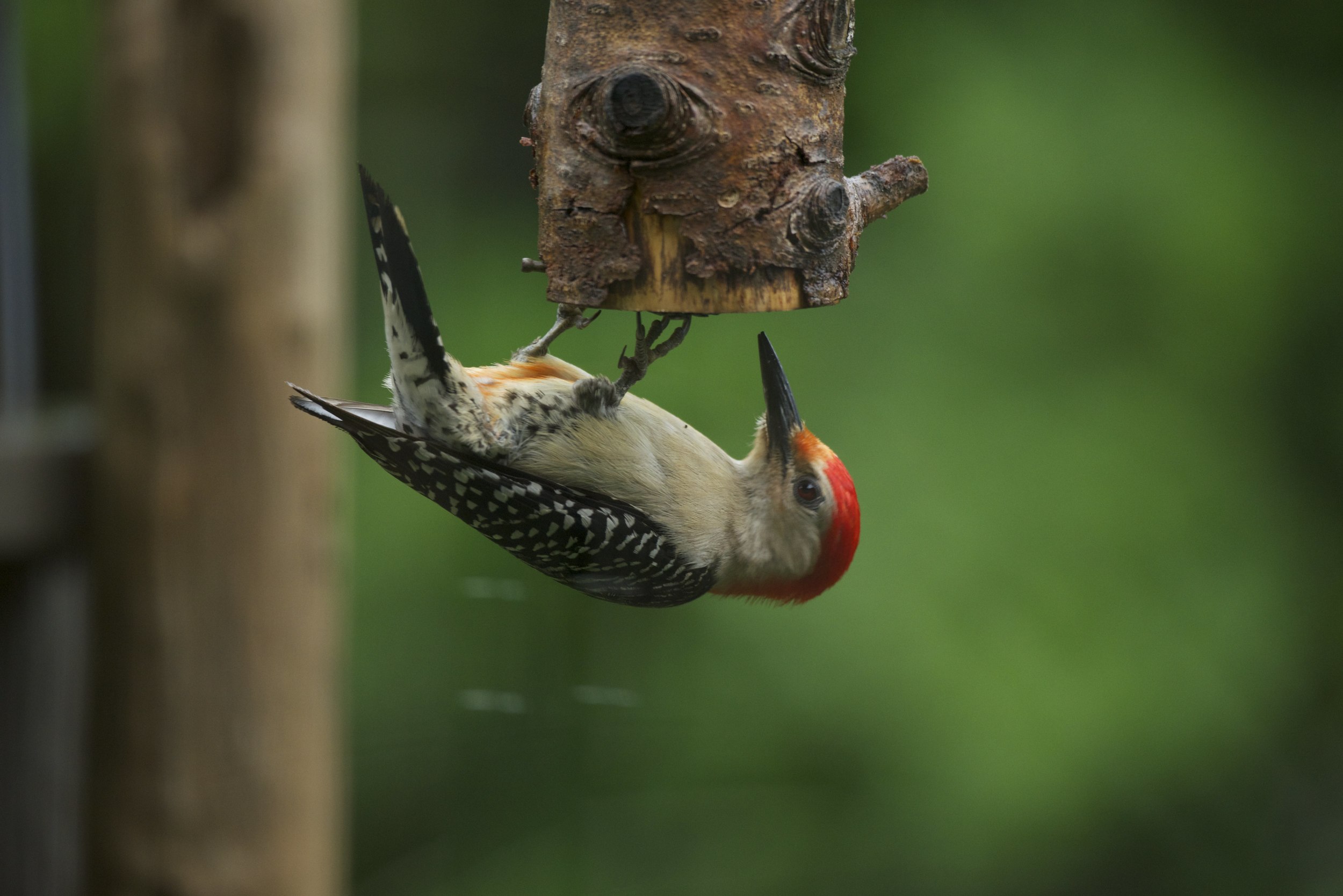  Many birds such as this Red-bellied Woodpecker feed very naturally by hanging upside down to use this feeder. 