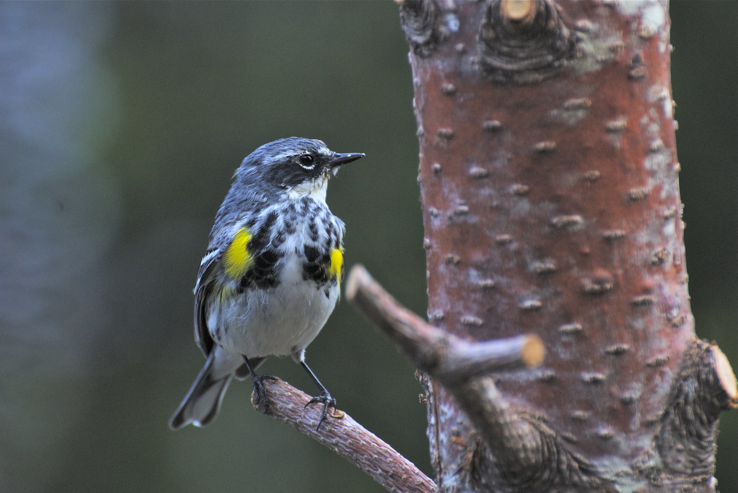 Leaving a few small branches make great perching spots for birds such as this male Yellow-rumped Warbler to feed on suet pushed into 3/8" holes drilled into the side of the log feeder. 