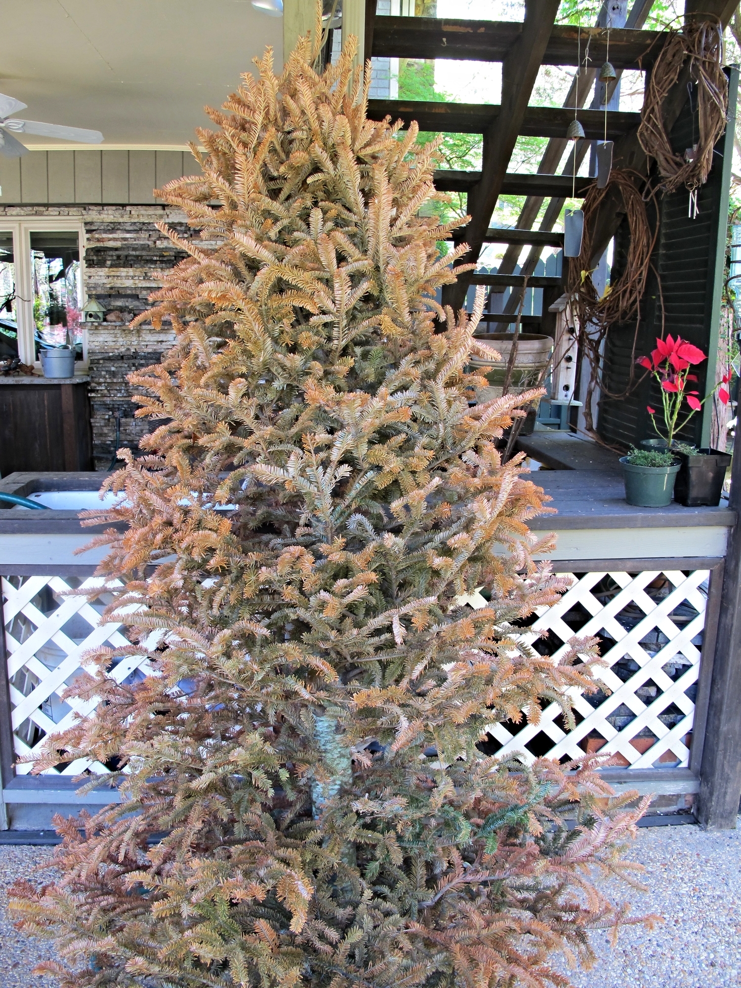  Recycle old Christmas Trees for rest of the winter outside by standing close to your feeders. &nbsp;Birds will use for shelter and makes a great photo background. &nbsp;In the Spring, the dried out tree can be made into suet log feeders. 